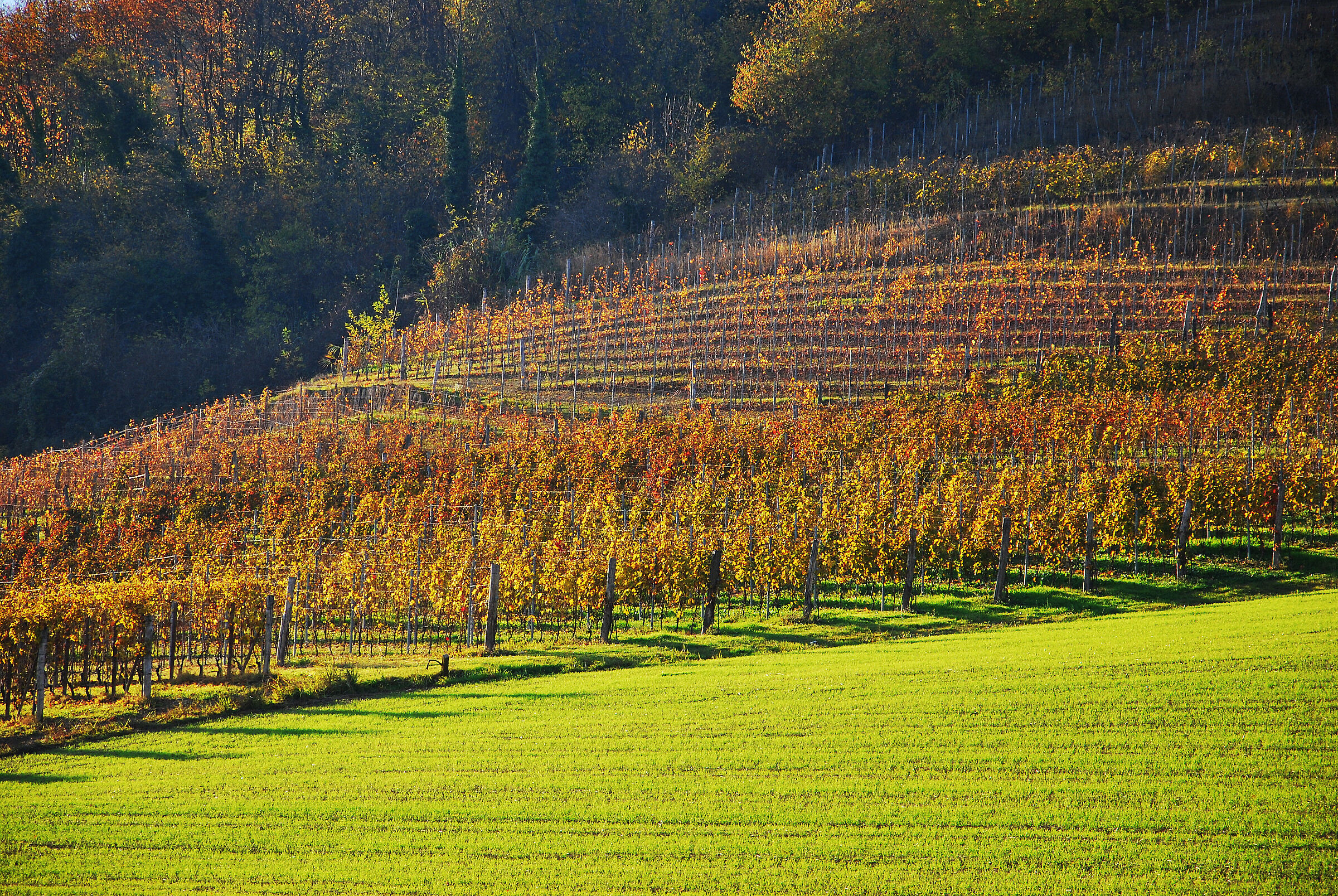 the vines of the Langhe...