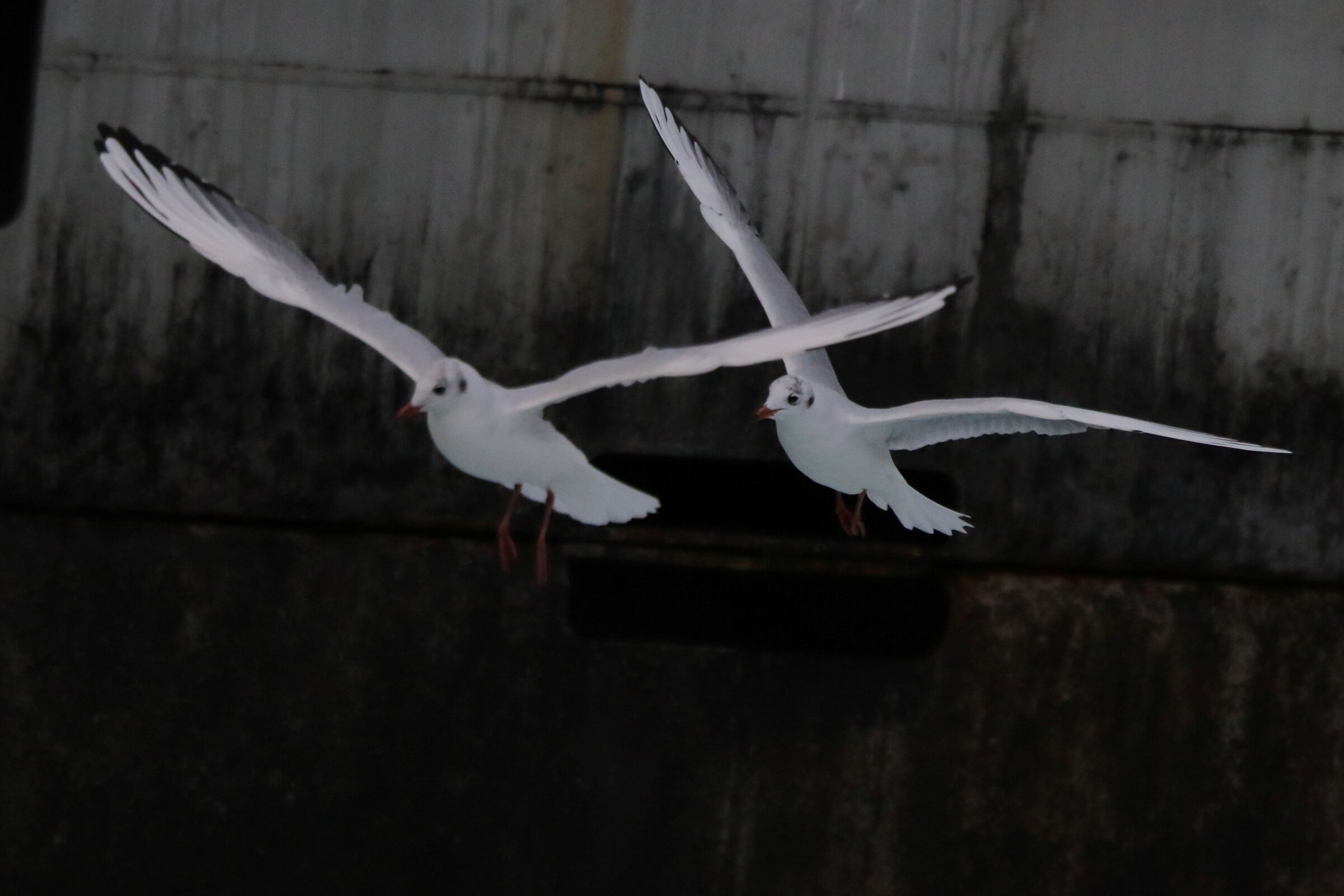 Land gulls...