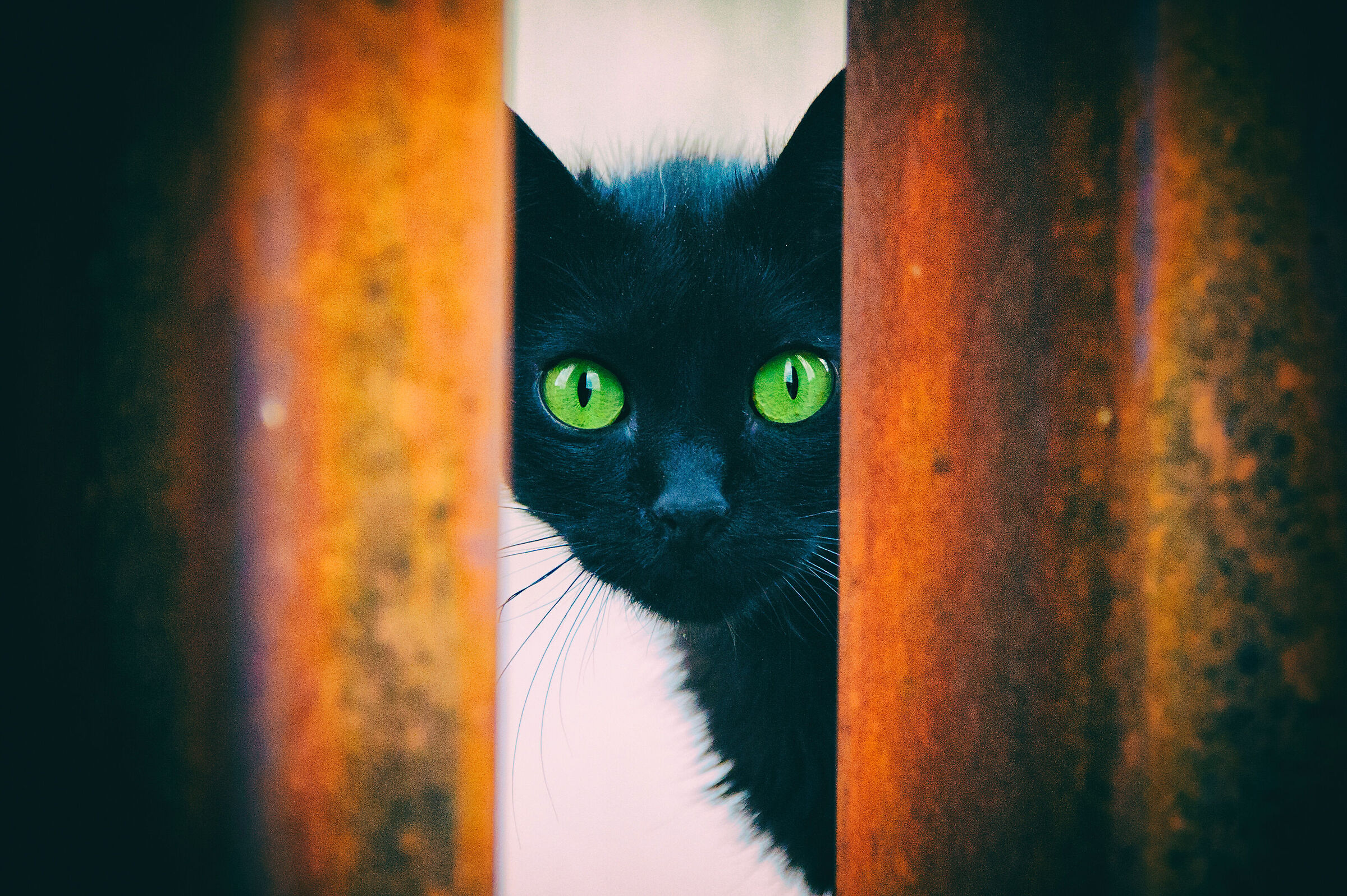 #gatto #cat #nero #black #halloween...