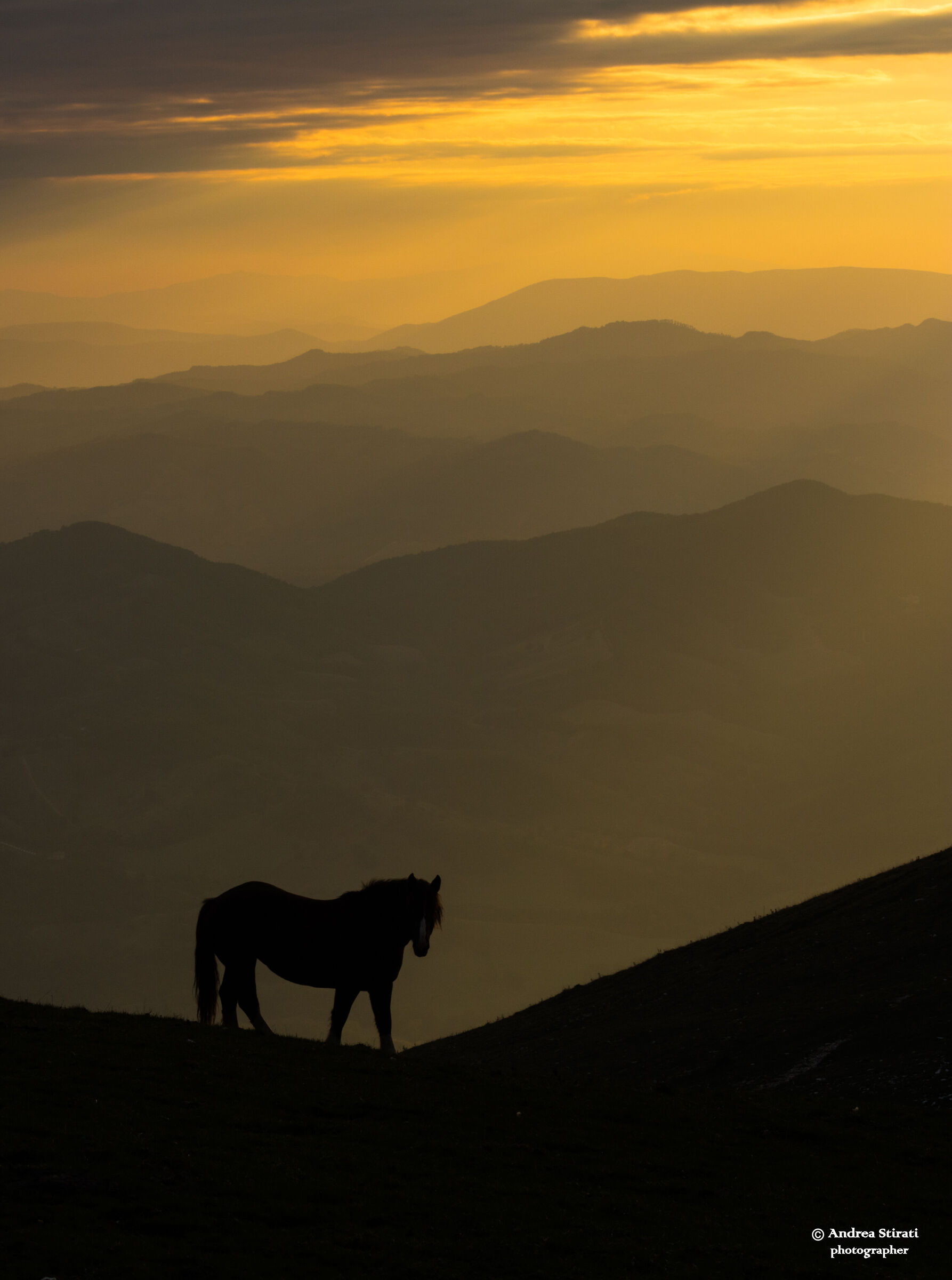 cavallo al tramonto...