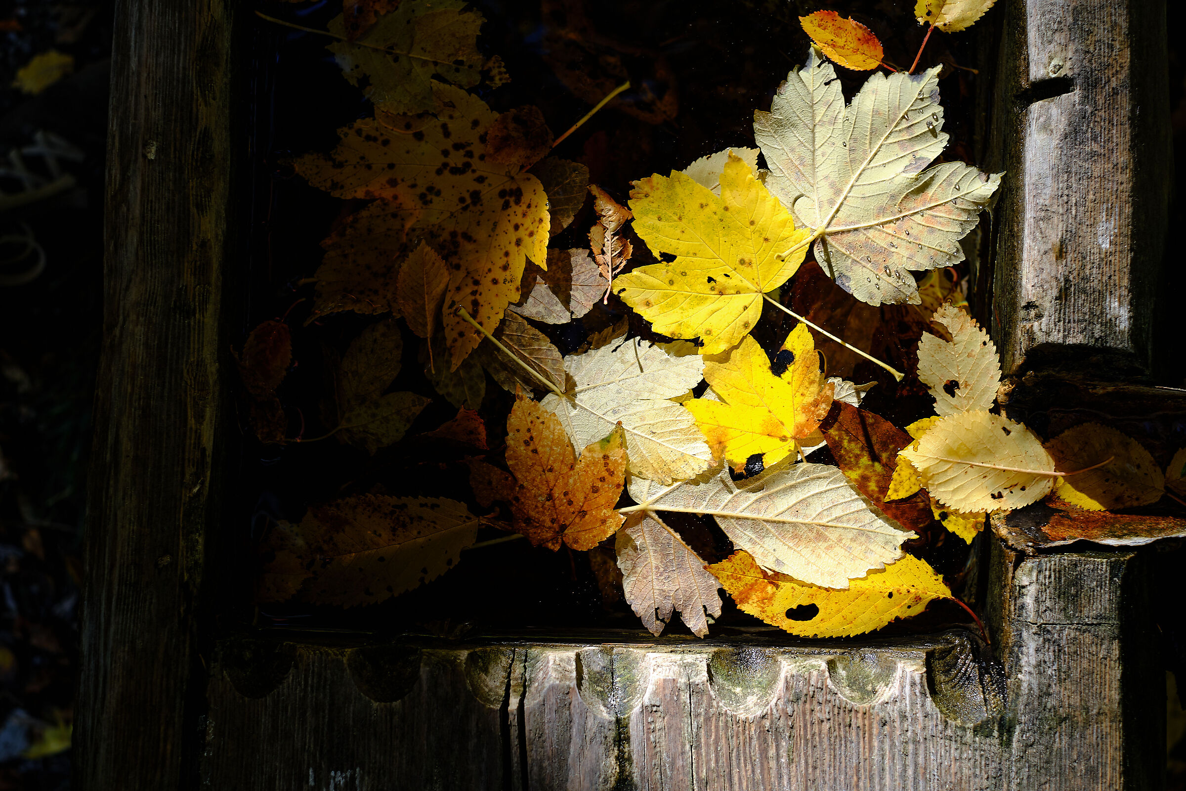 fallen leaves in the trough...