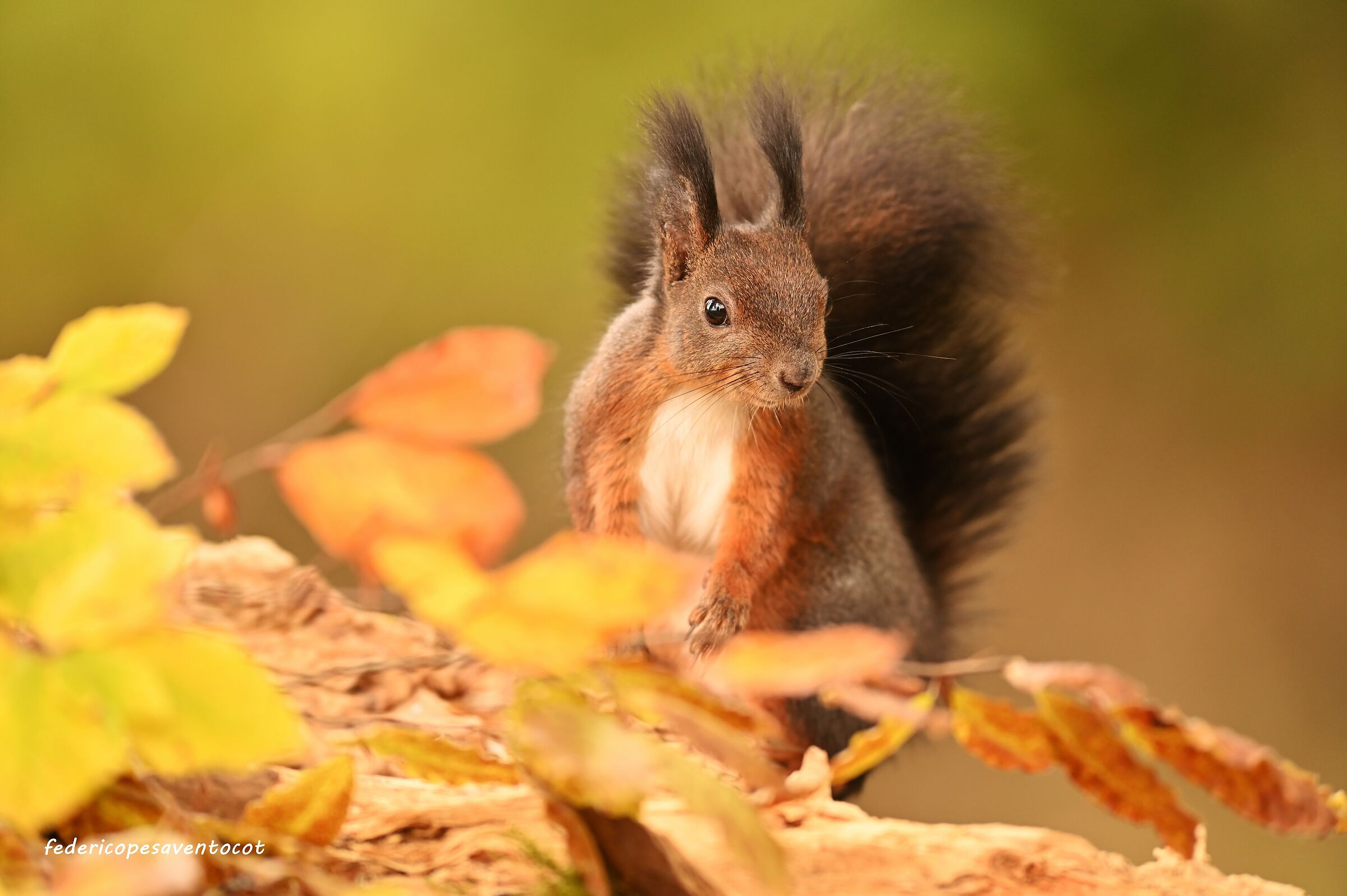 As in autumn the squirrel on the leaves ...