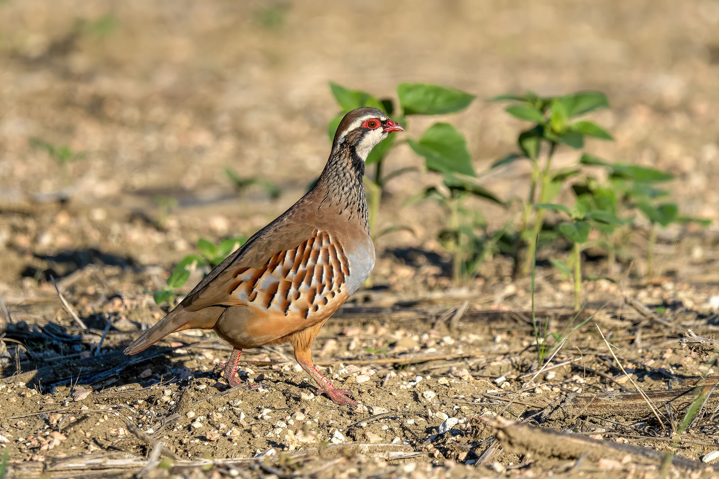 Red partridge...