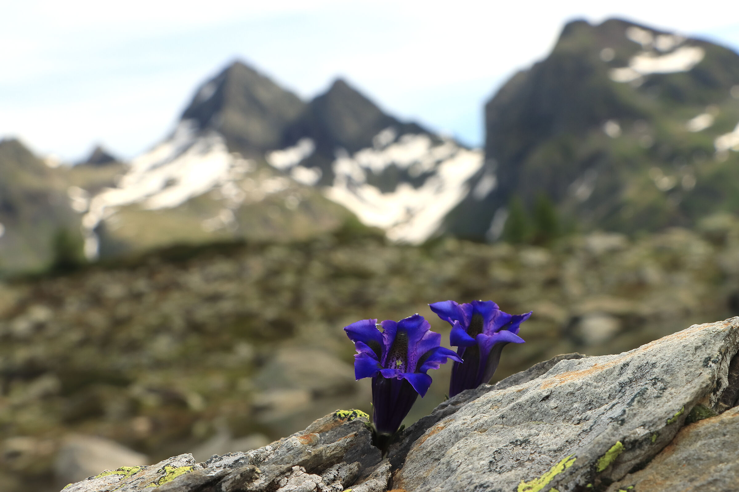 gentian, the colors of the mountains...