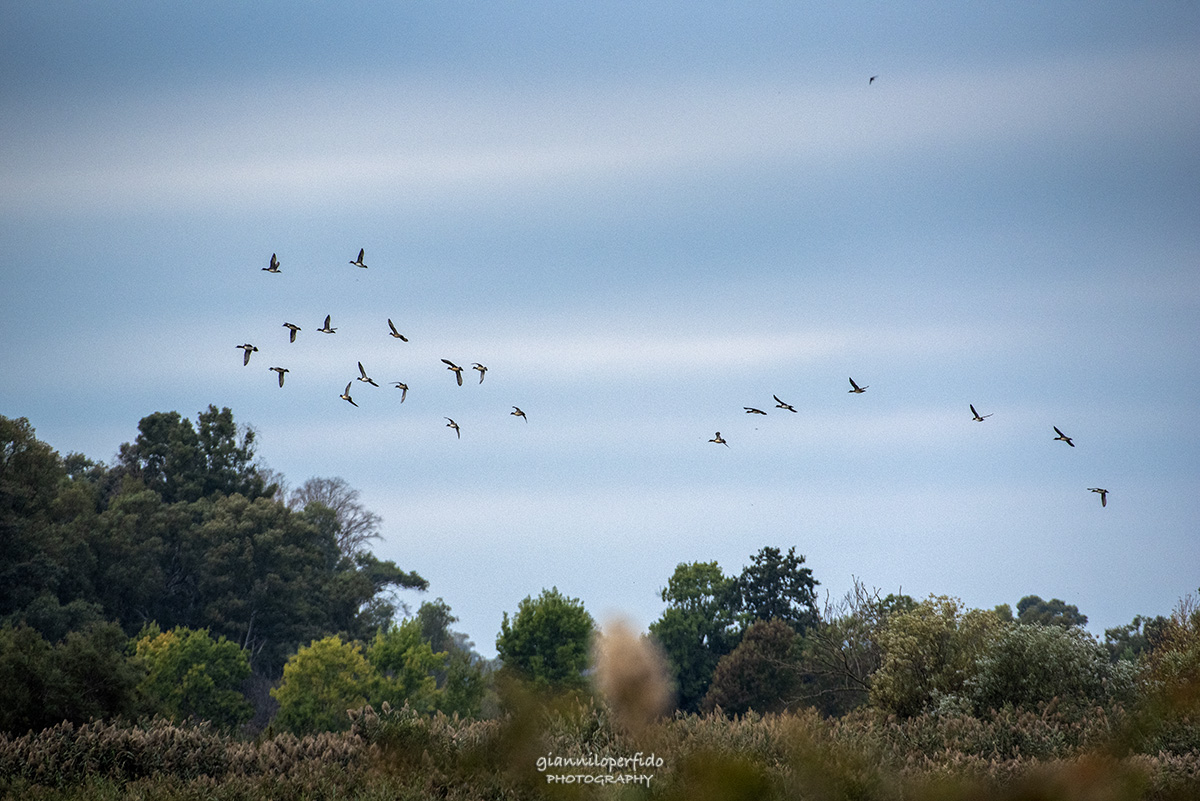 in volo...