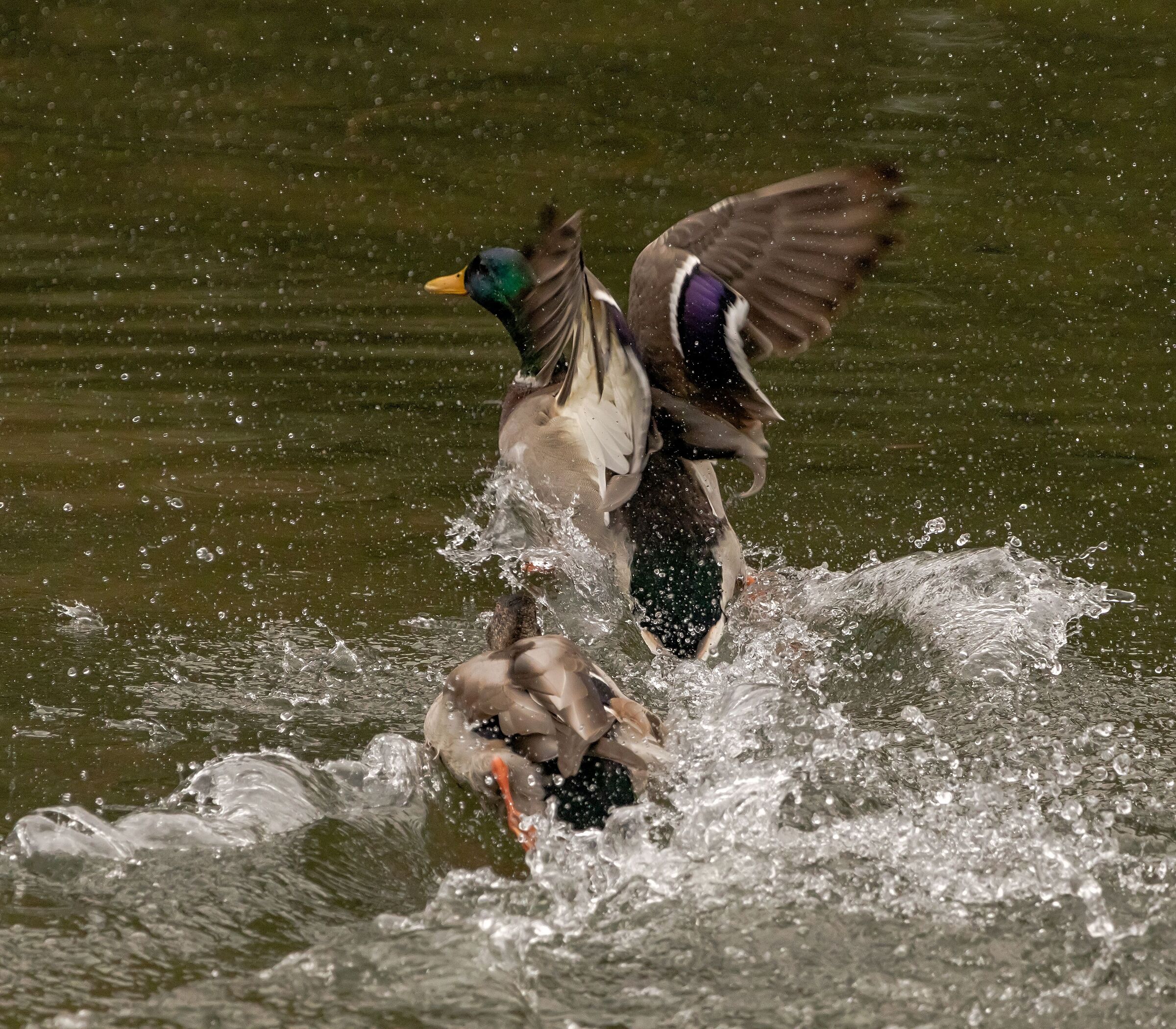 2 Ducks Mallard male Oasi Lipu(MB) 21/09/2021...