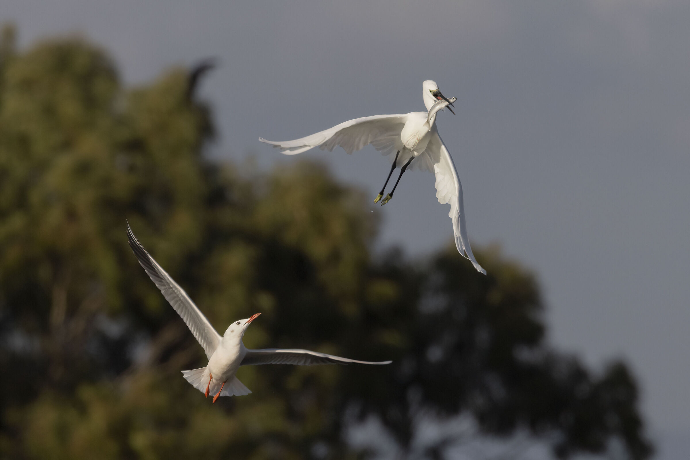Egret Attacked by Pink Seagull...
