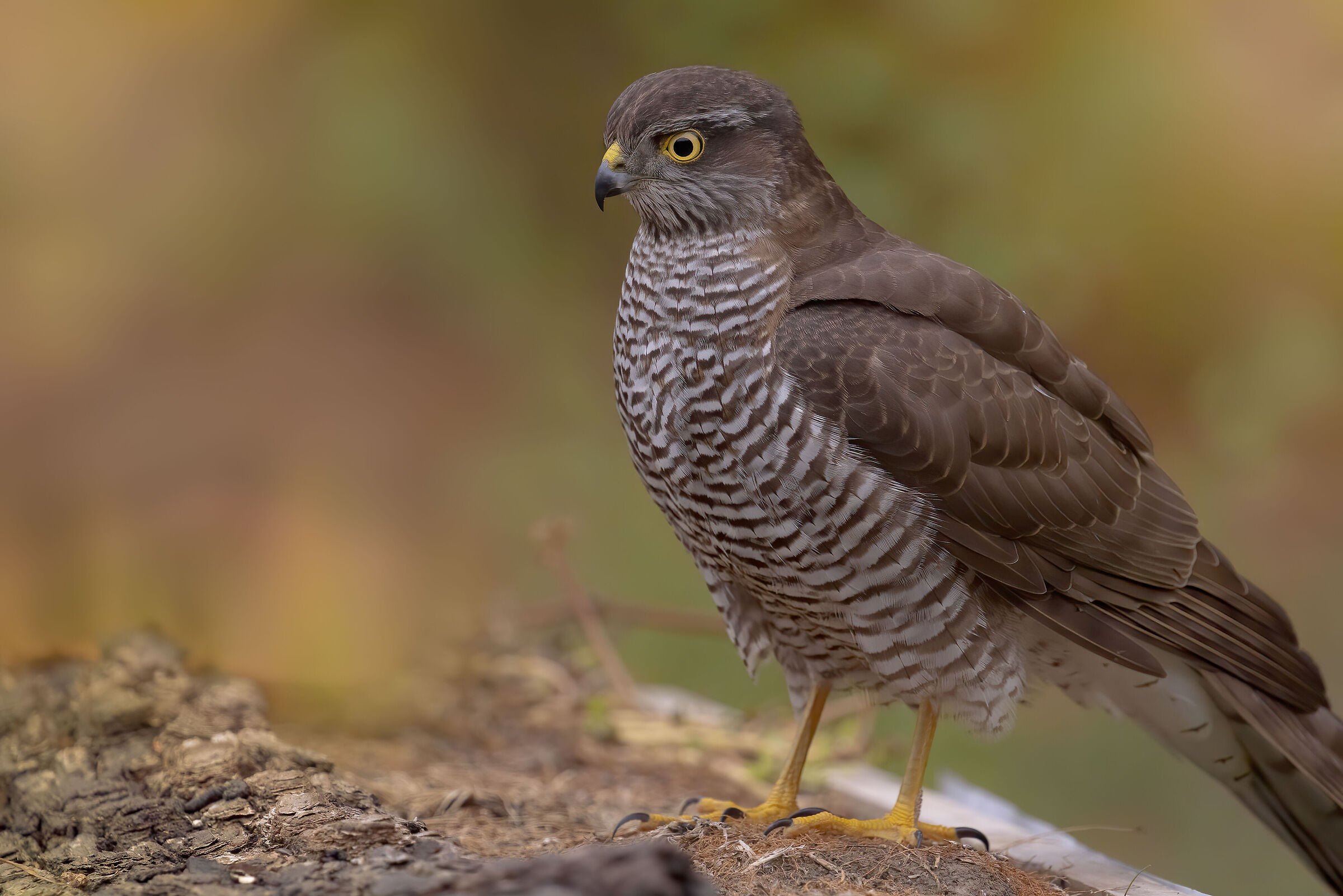 Portrait of Sparrowhawk ♀ (no crop)...
