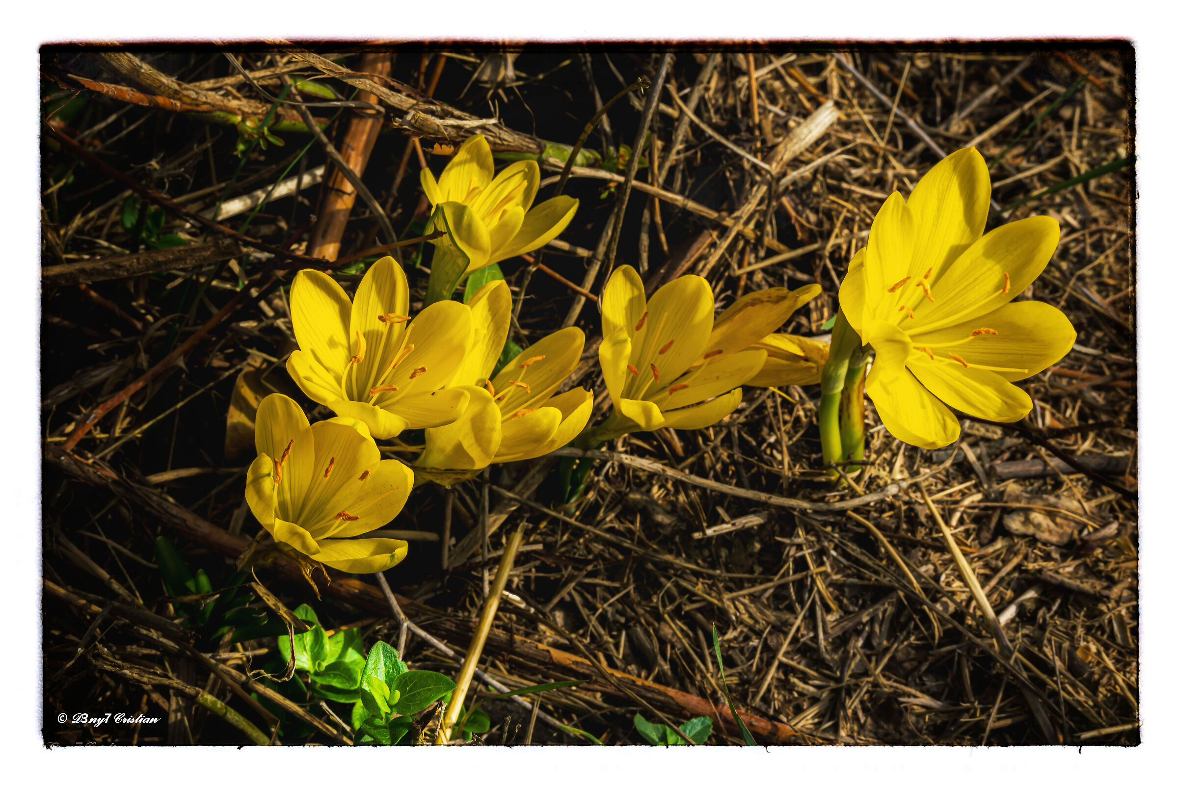 Sternbergia lutea/Zafferanastro yellow...