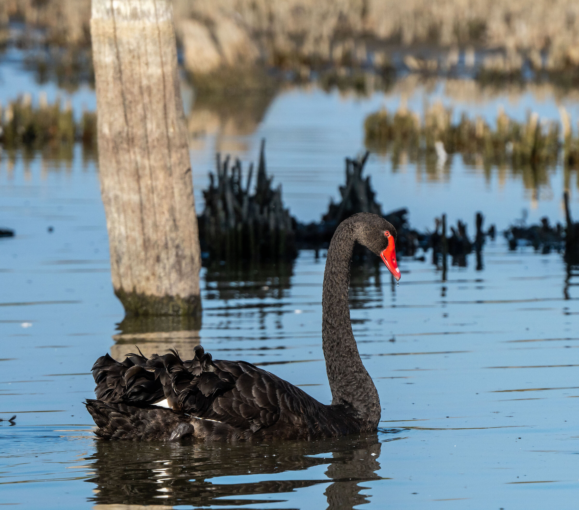 The black swan...