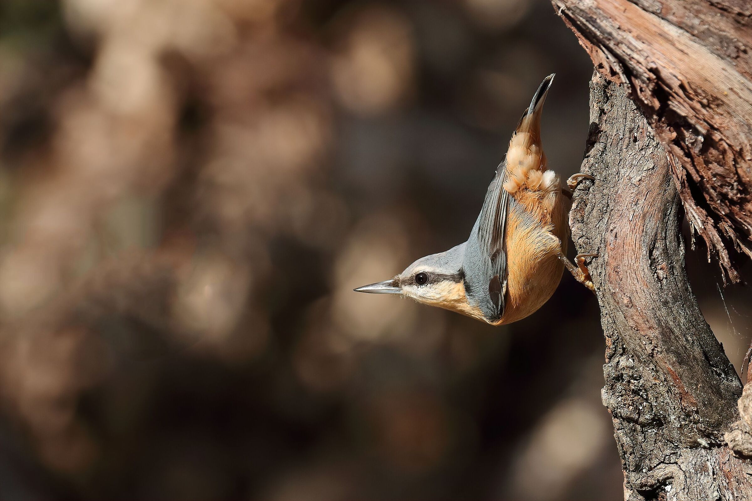 wood nuthatch...