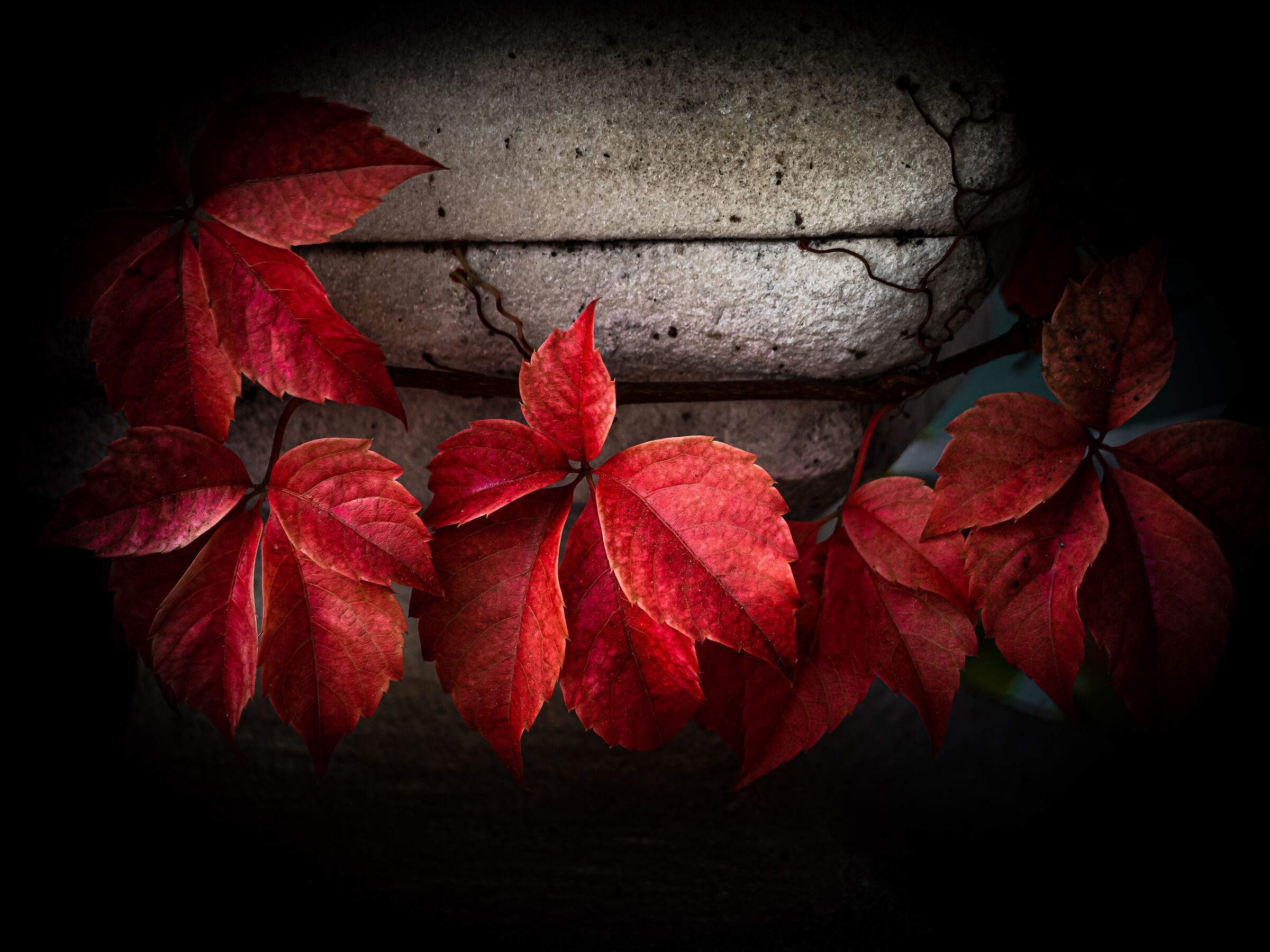 Autumn red........