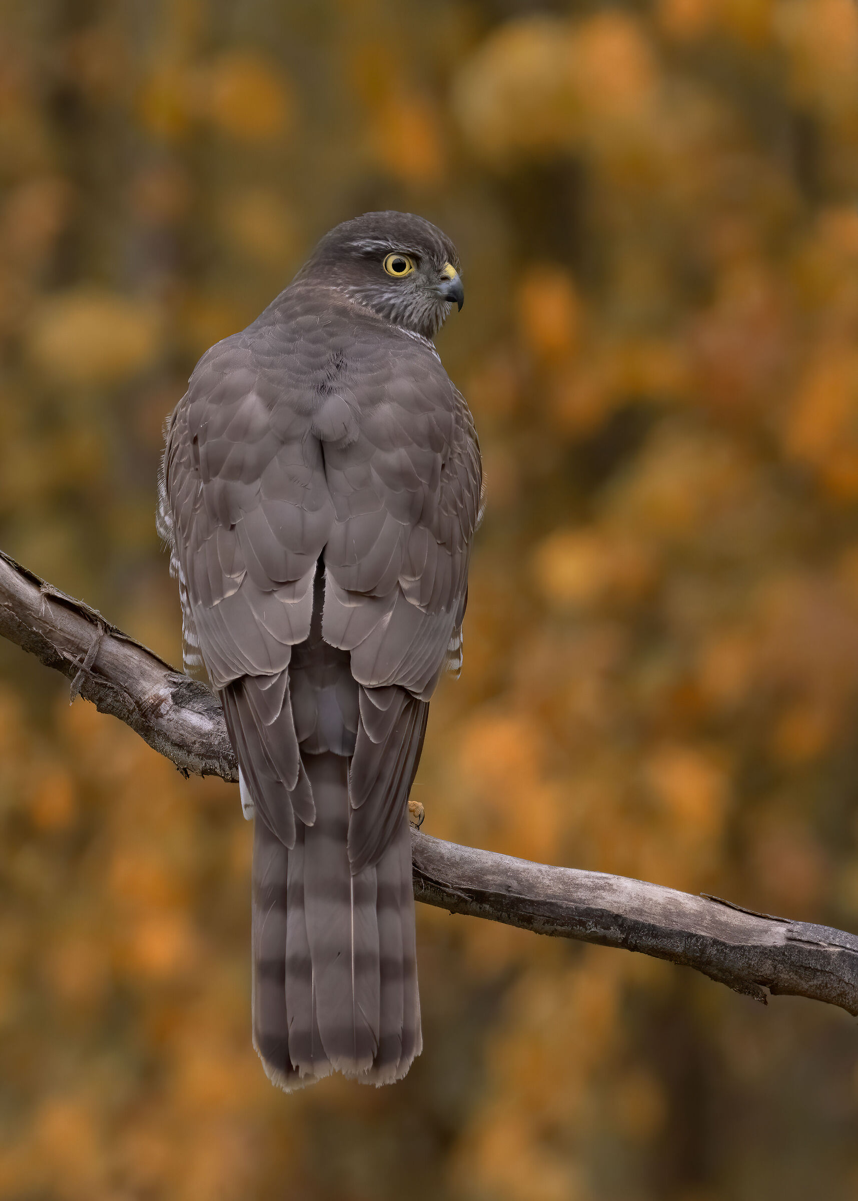 Female sparrowhawk "side B"...