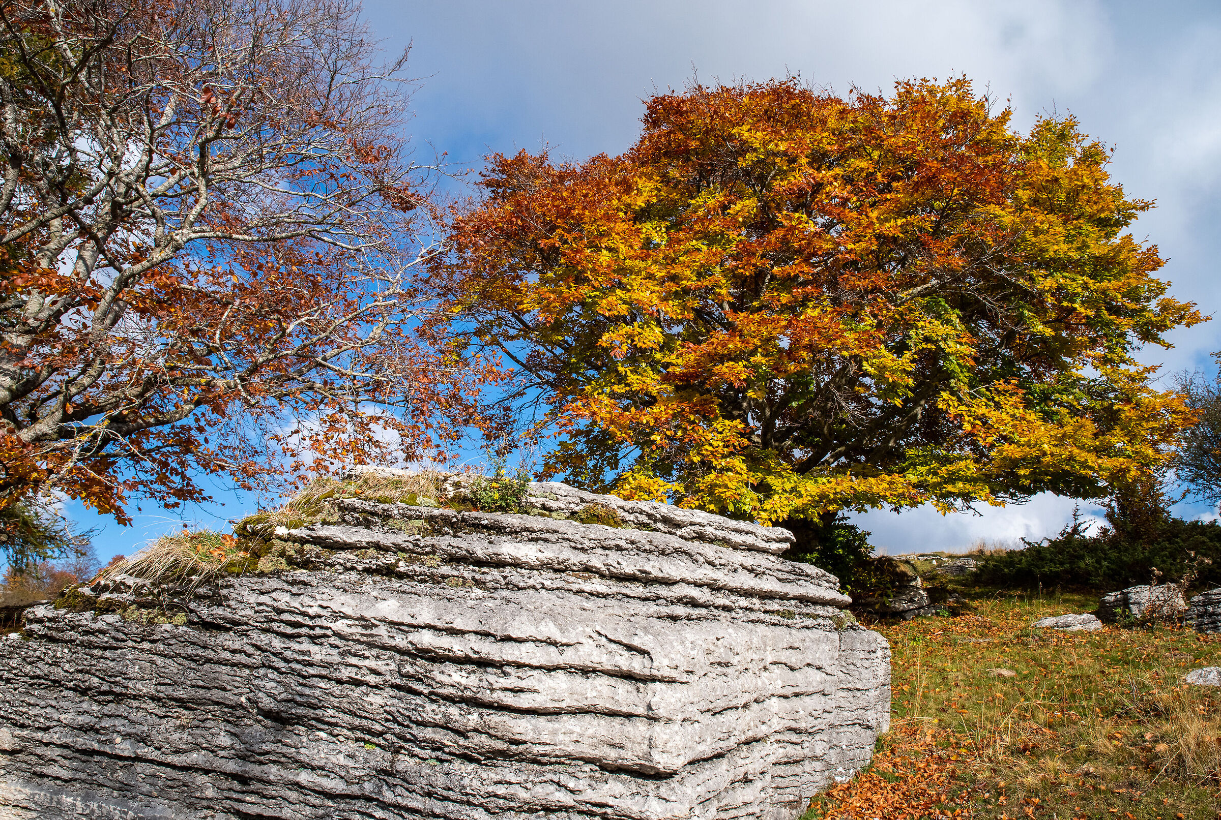 Beech and Stone...