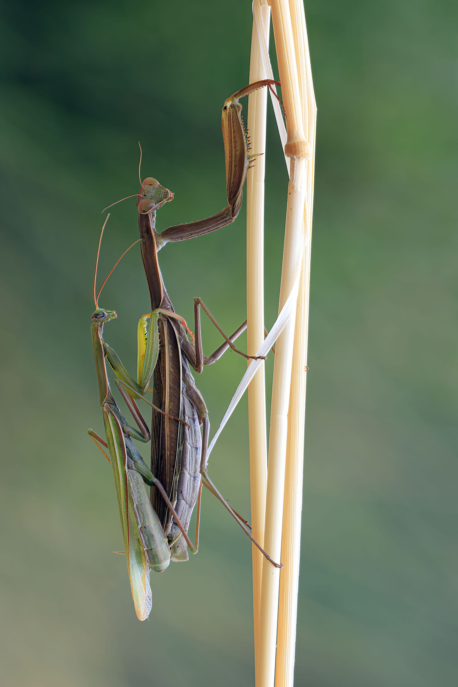 Mantis in mating ...