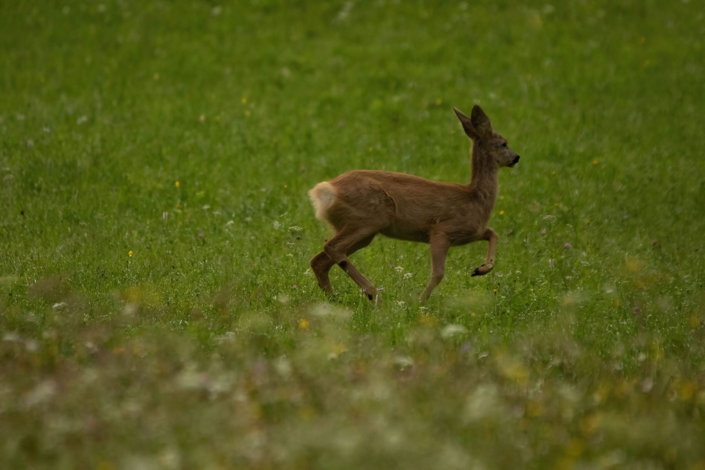 roe deer...