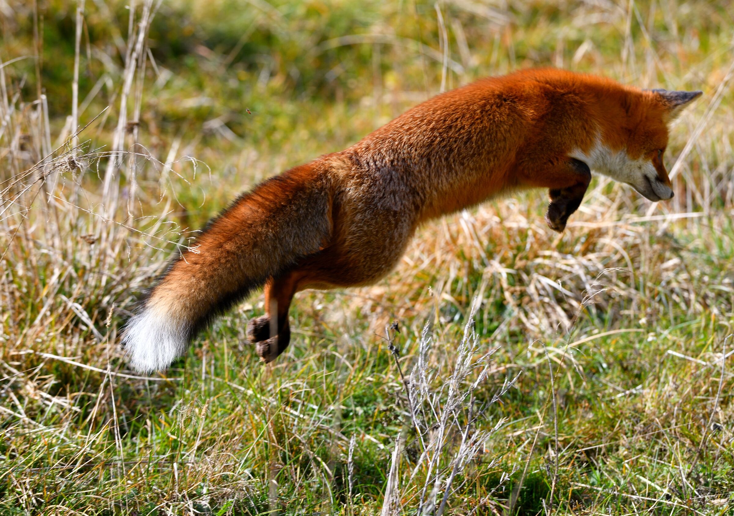 fox on the hunt.......