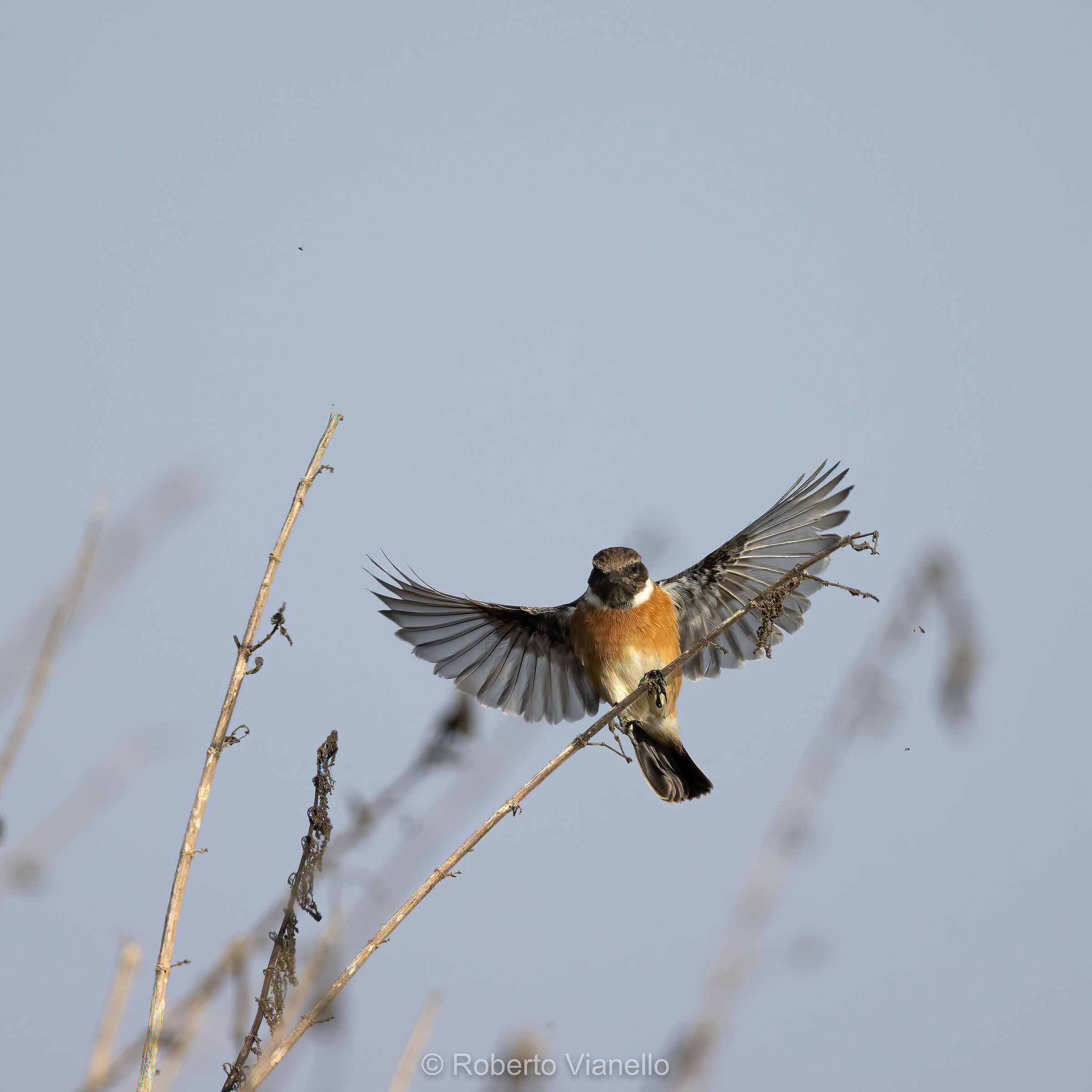 Saltimpalo (Saxicola torquatus)...