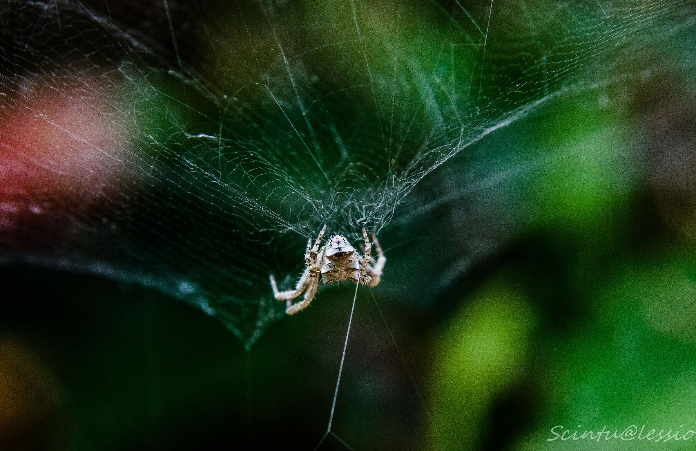Weaver spider...