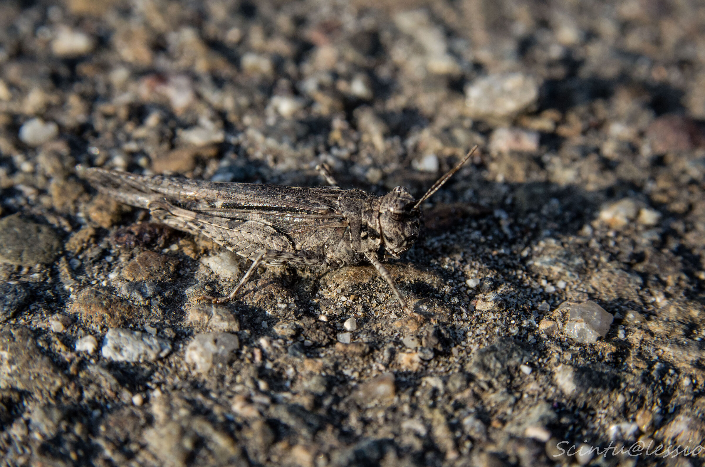 Grasshopper in the asphalt...