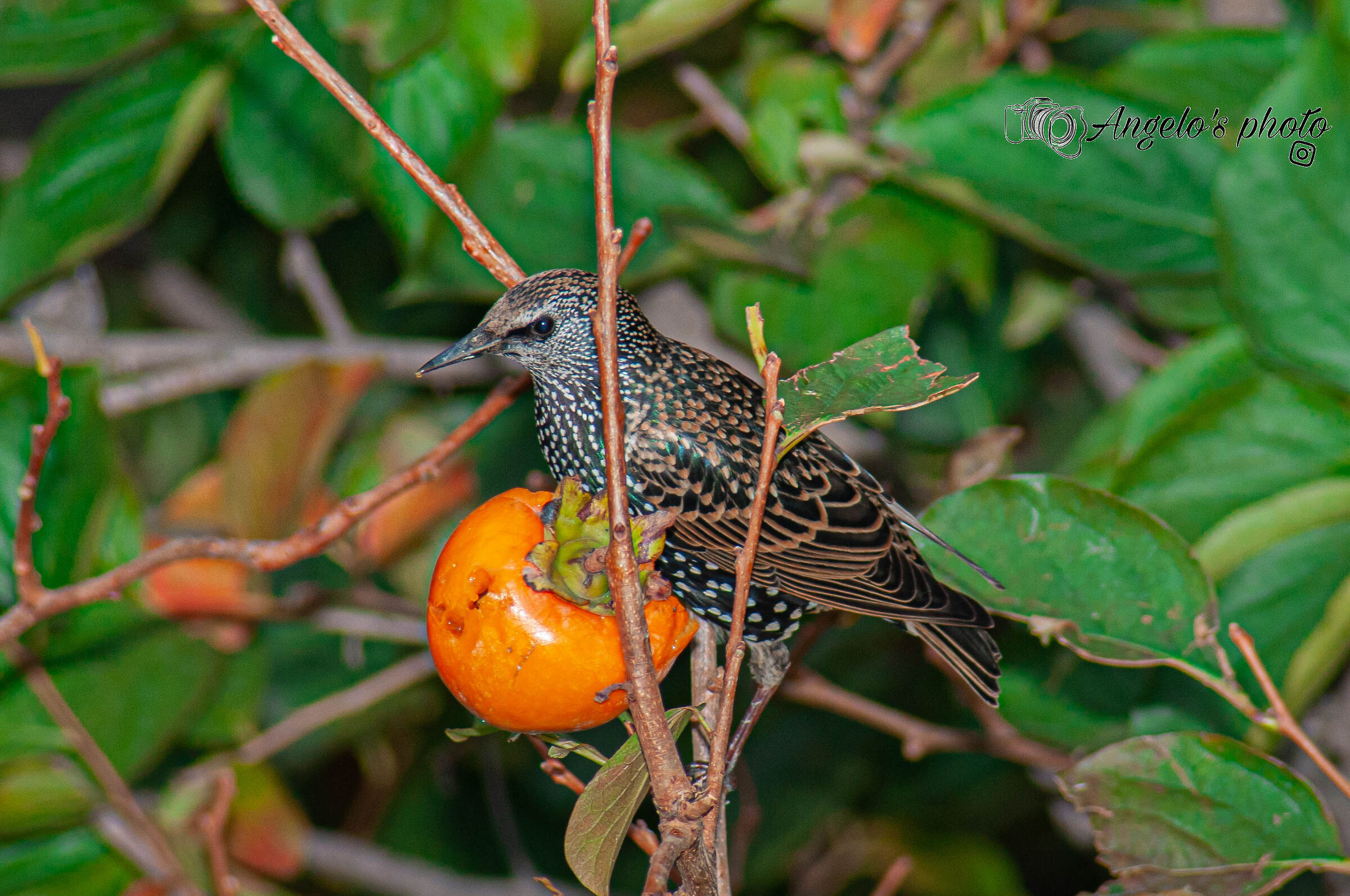 Starling in search of food and warmer lands... ...