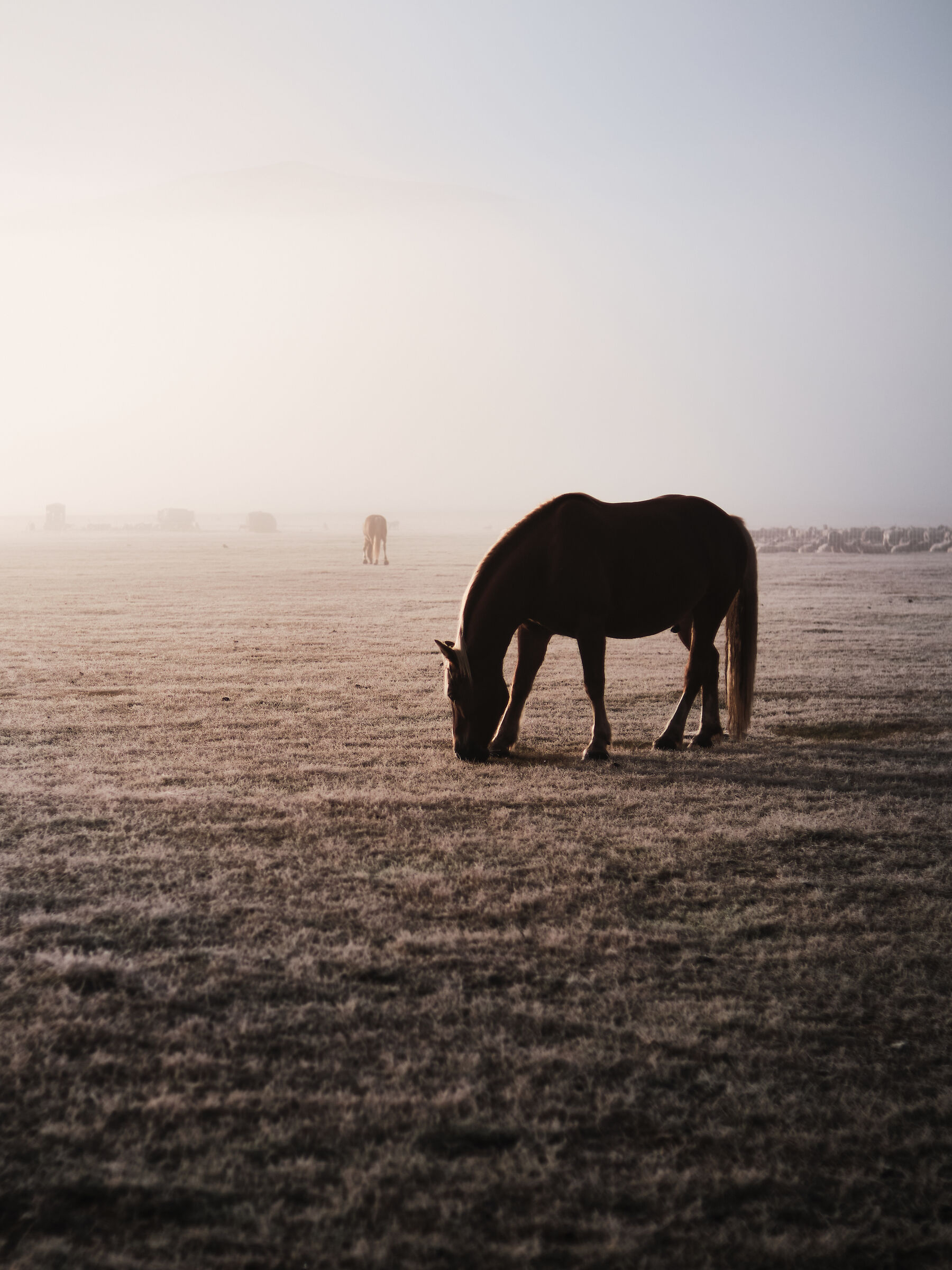 Horse in the fog...