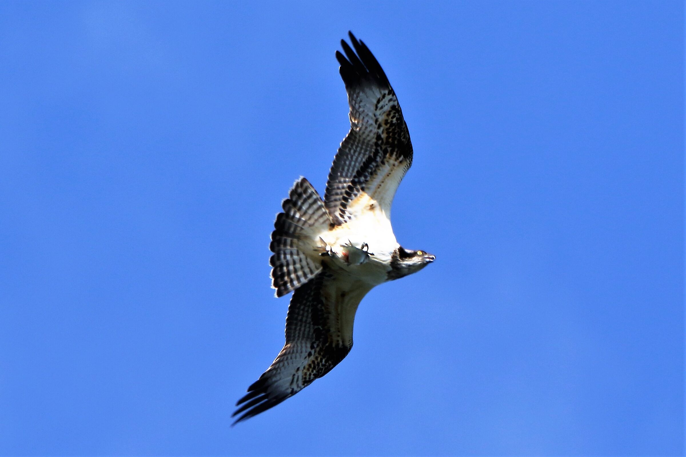 Osprey with prey 213...