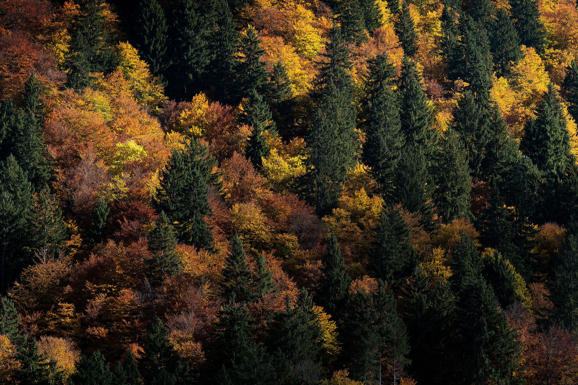 Contrasti d'autunno#2 - Foresta di Tarvisio - Italy...