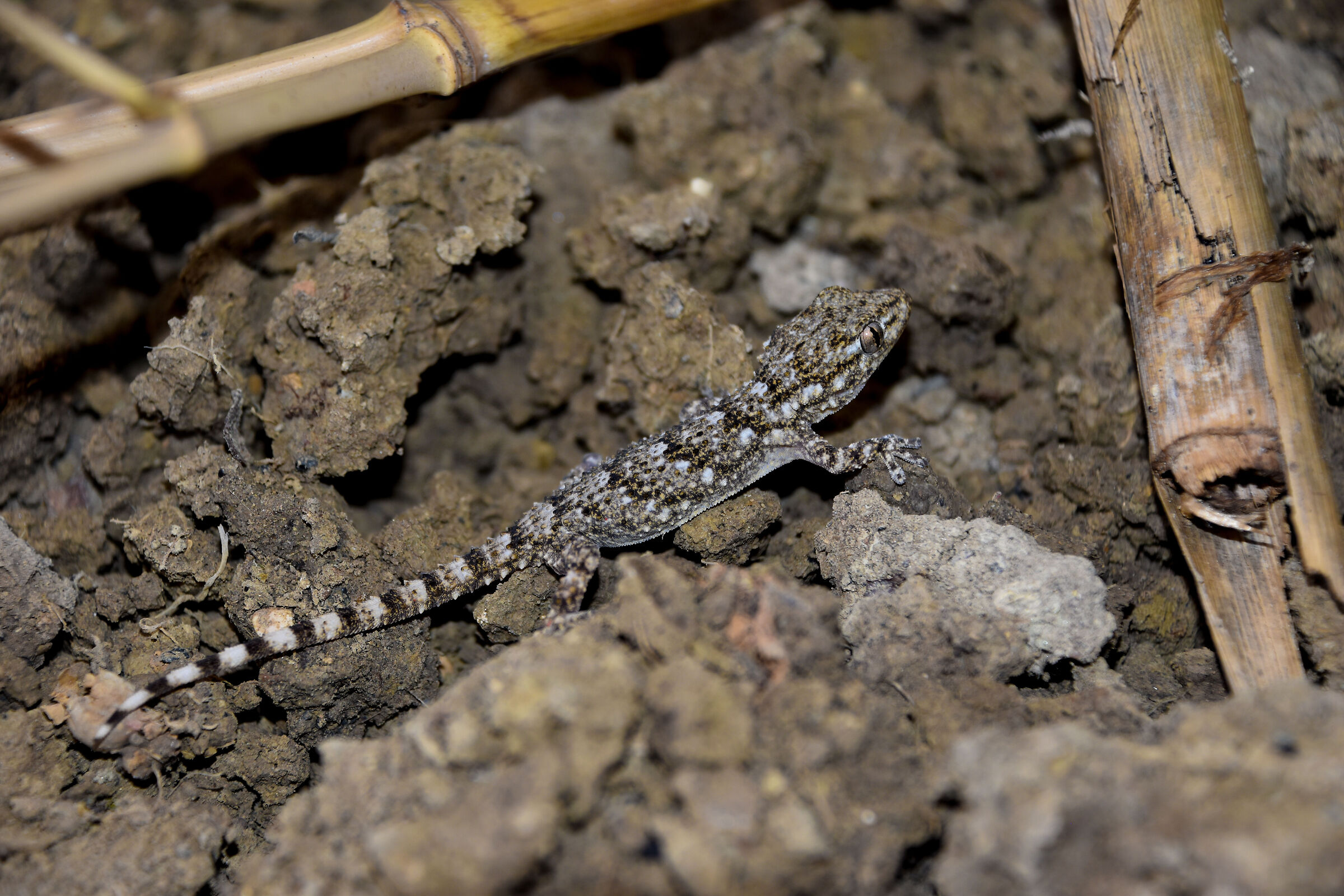Gecko Tarentola mauritanica...
