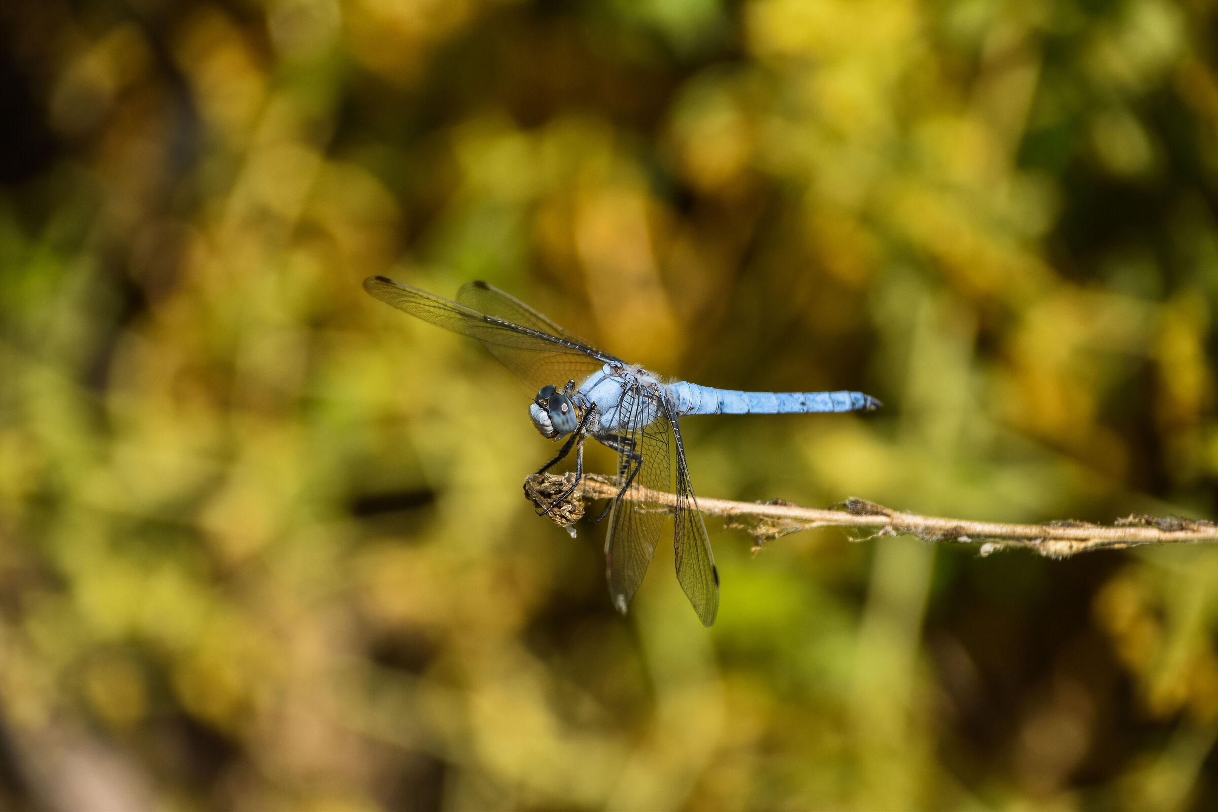 Dragonfly...