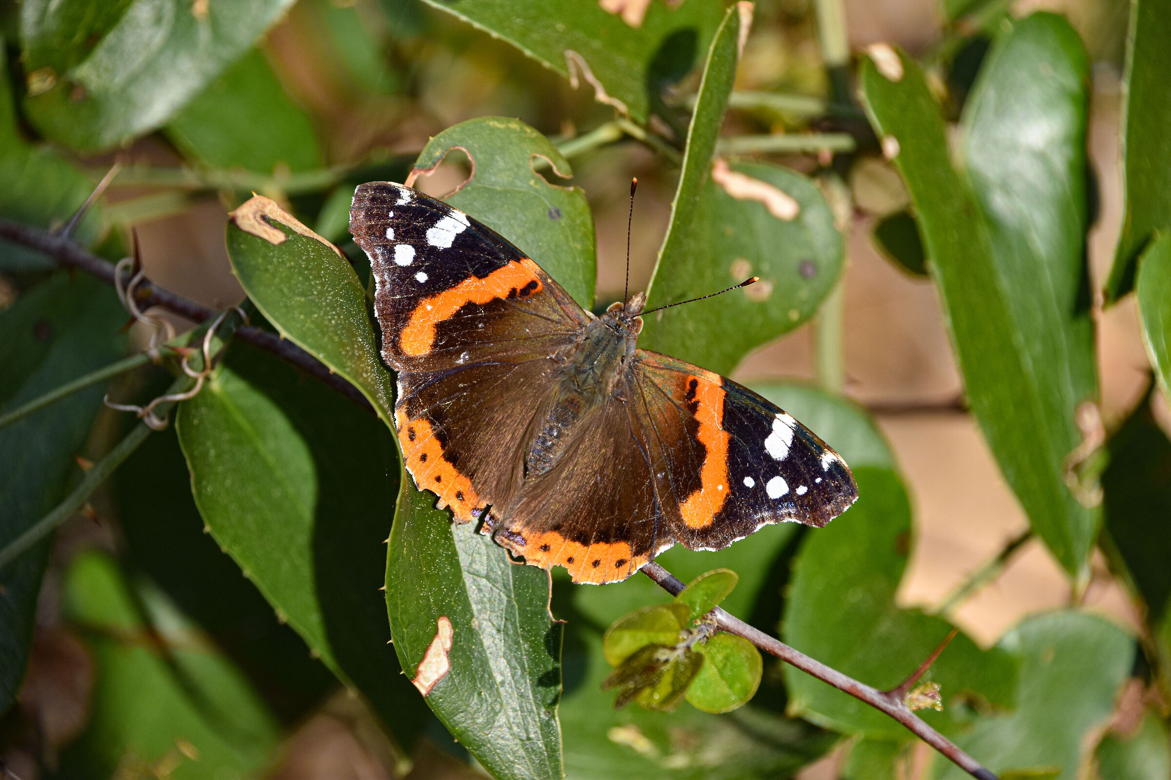 Butterfly...