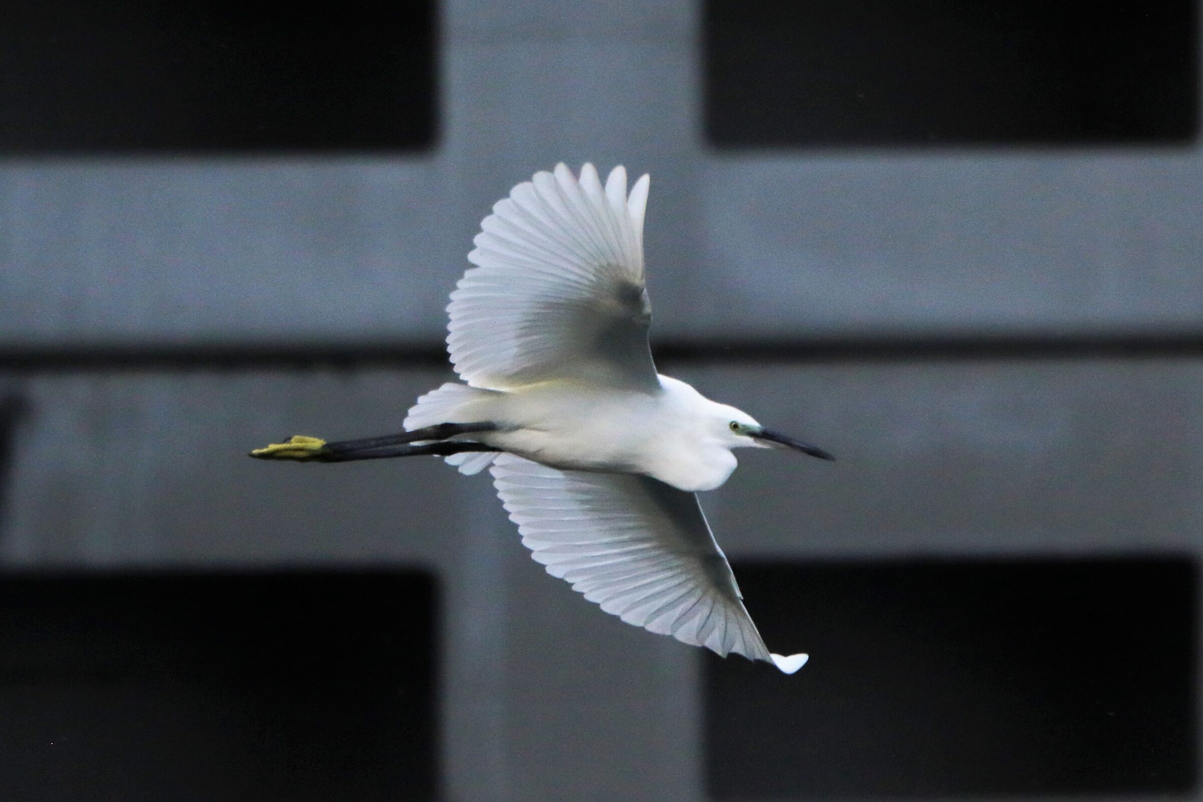 egret...