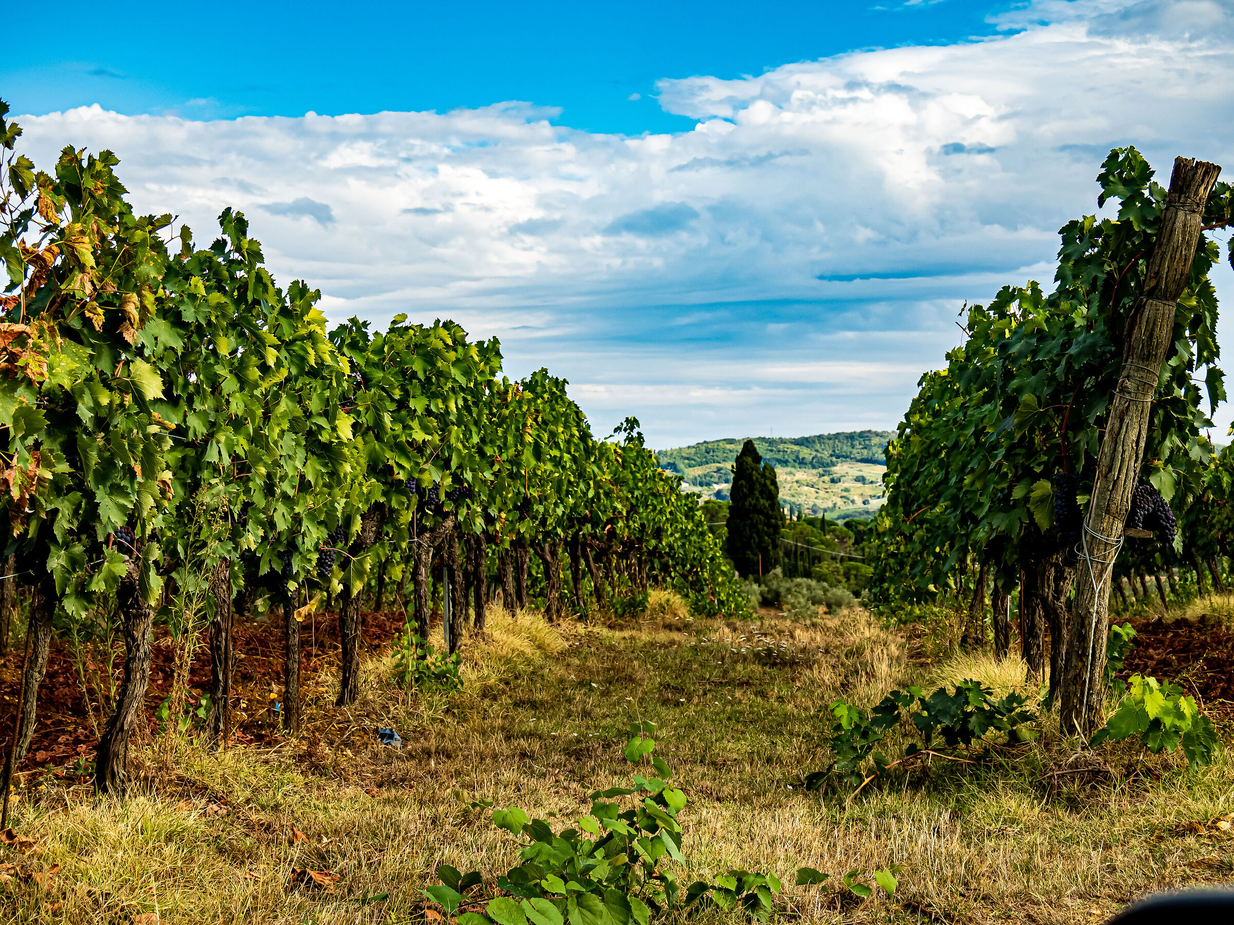 A vineyard near San Casciano...