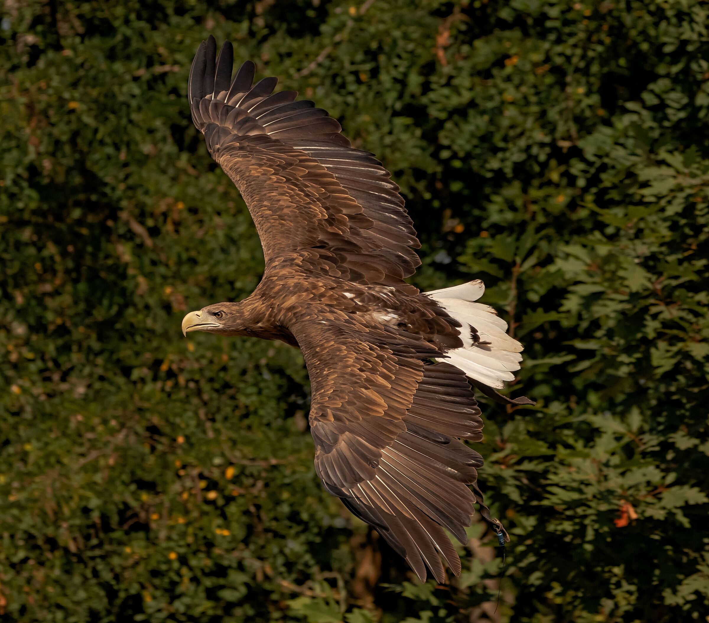 Sea eagle in flight 12/08/2021 Oasi Sant'Alessio(pv)...