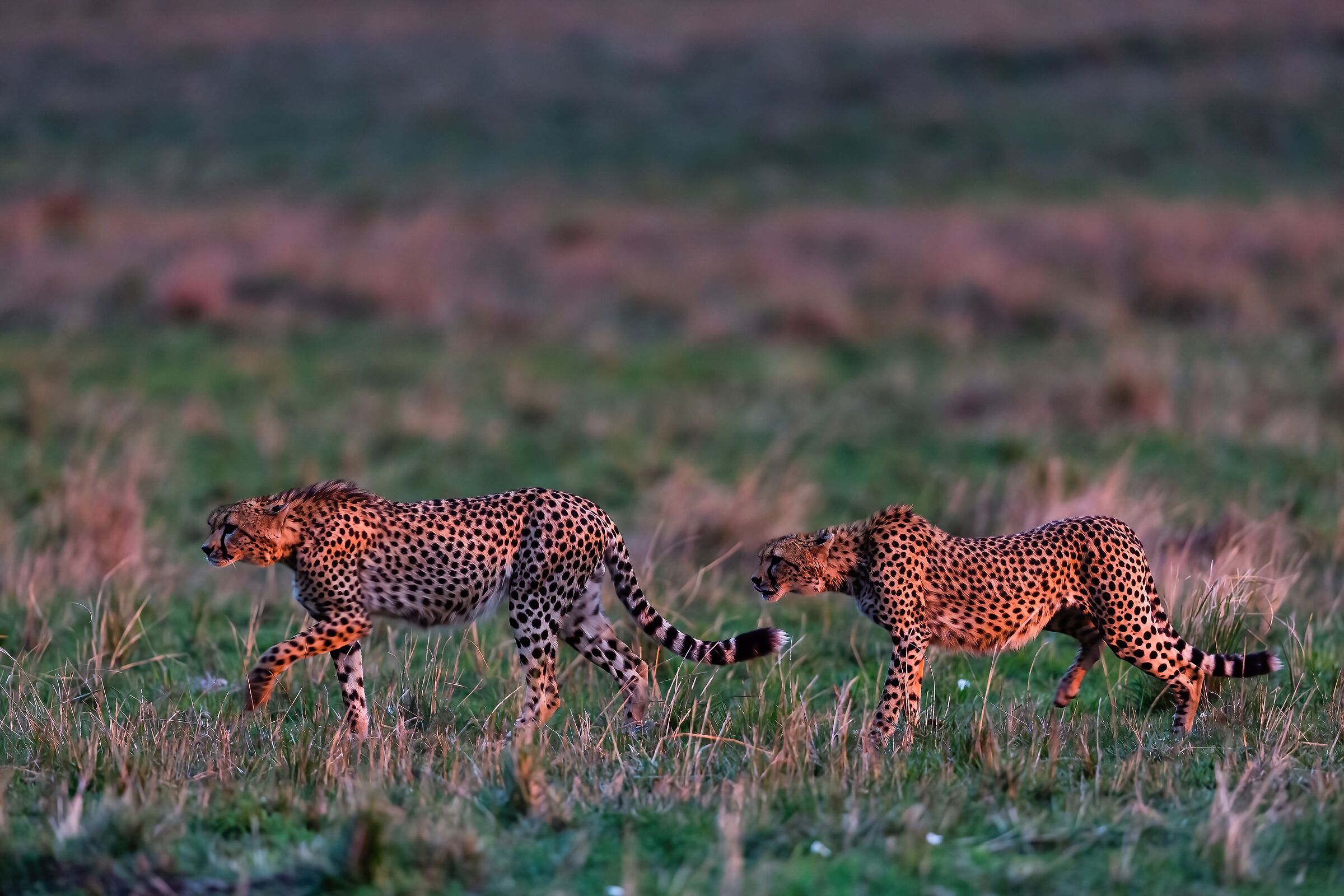 Cheetahs on the hunt...