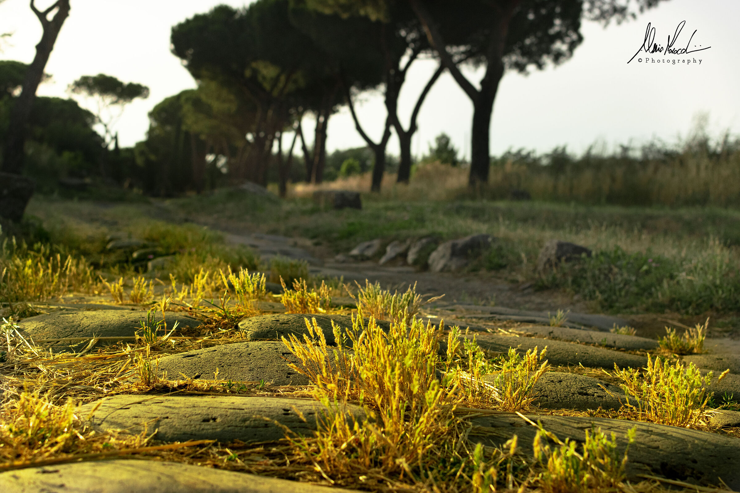 Via Appia al tramonto...