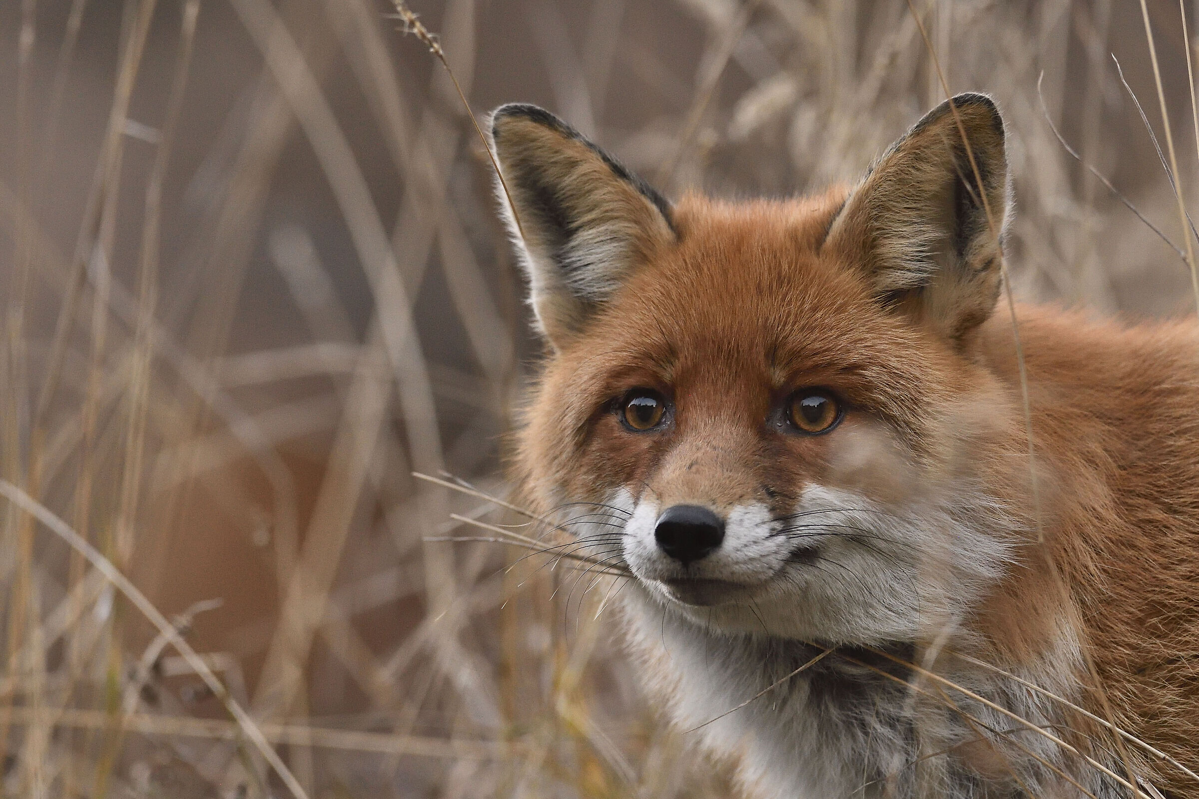 The fox's gaze...