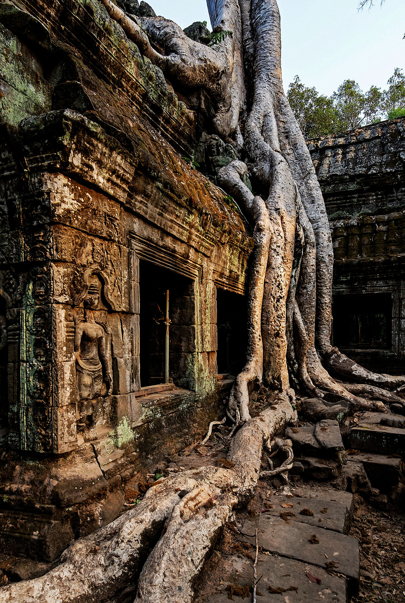 Angkor Ta Prohm...