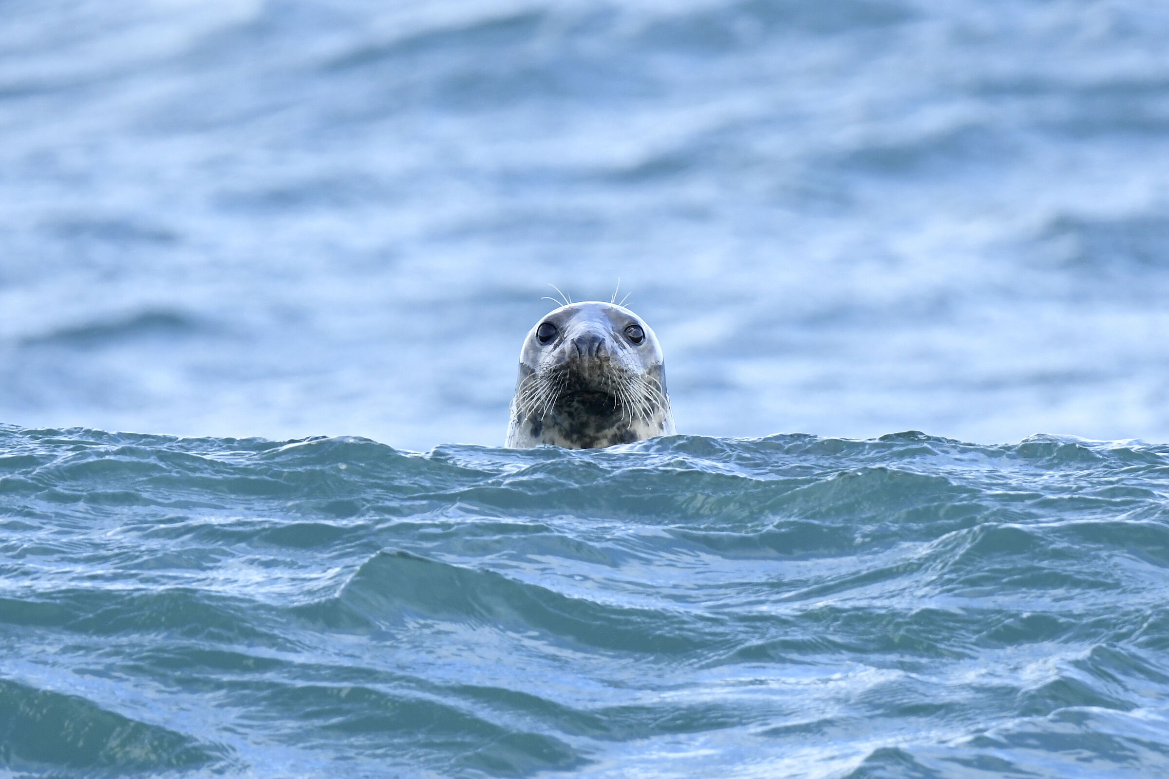 Grey seal...