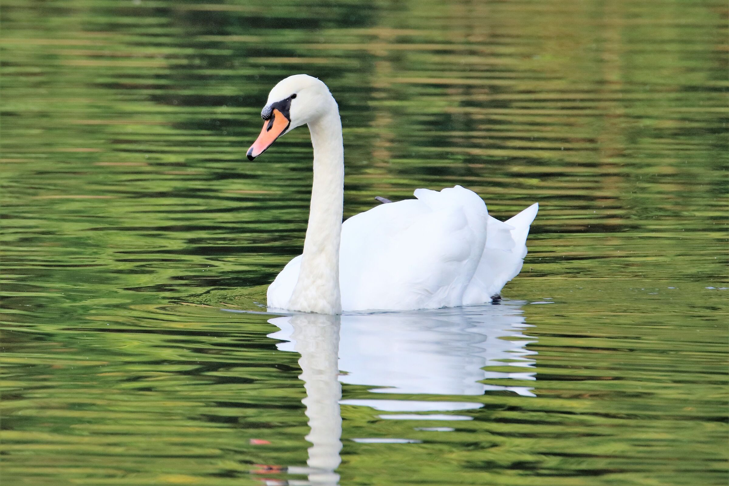 swan...