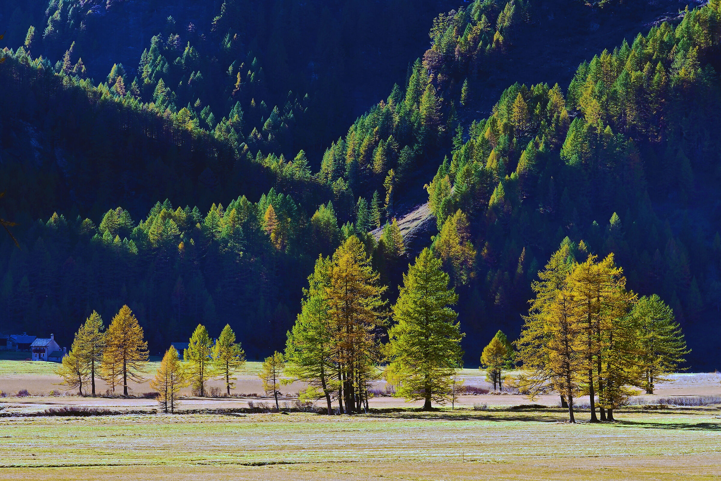 Larch trees at Alpe Devero...