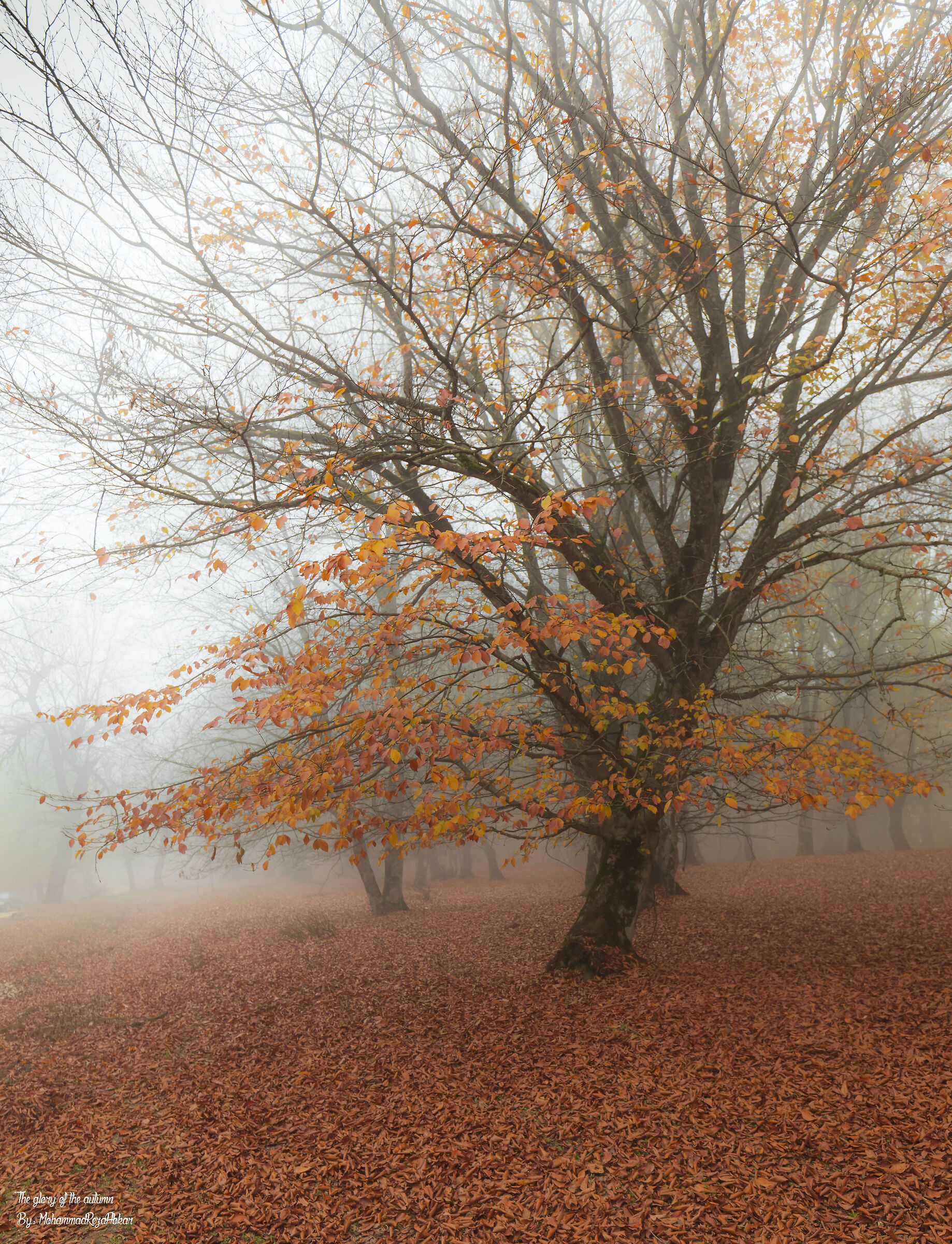 La gloria dell'autunno ...