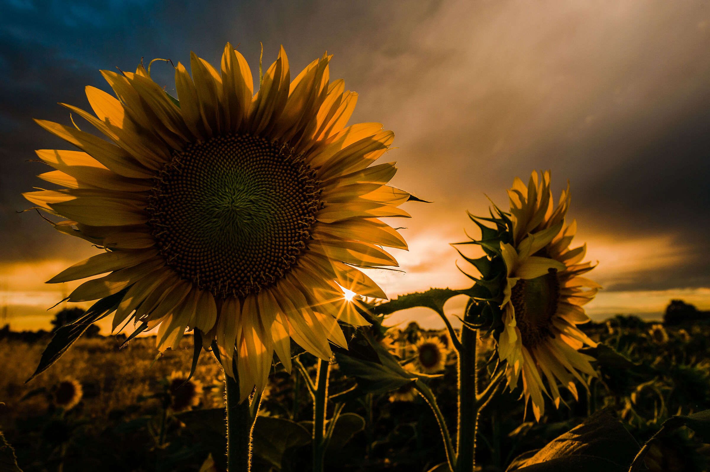 Sunflowers at sunset 1...