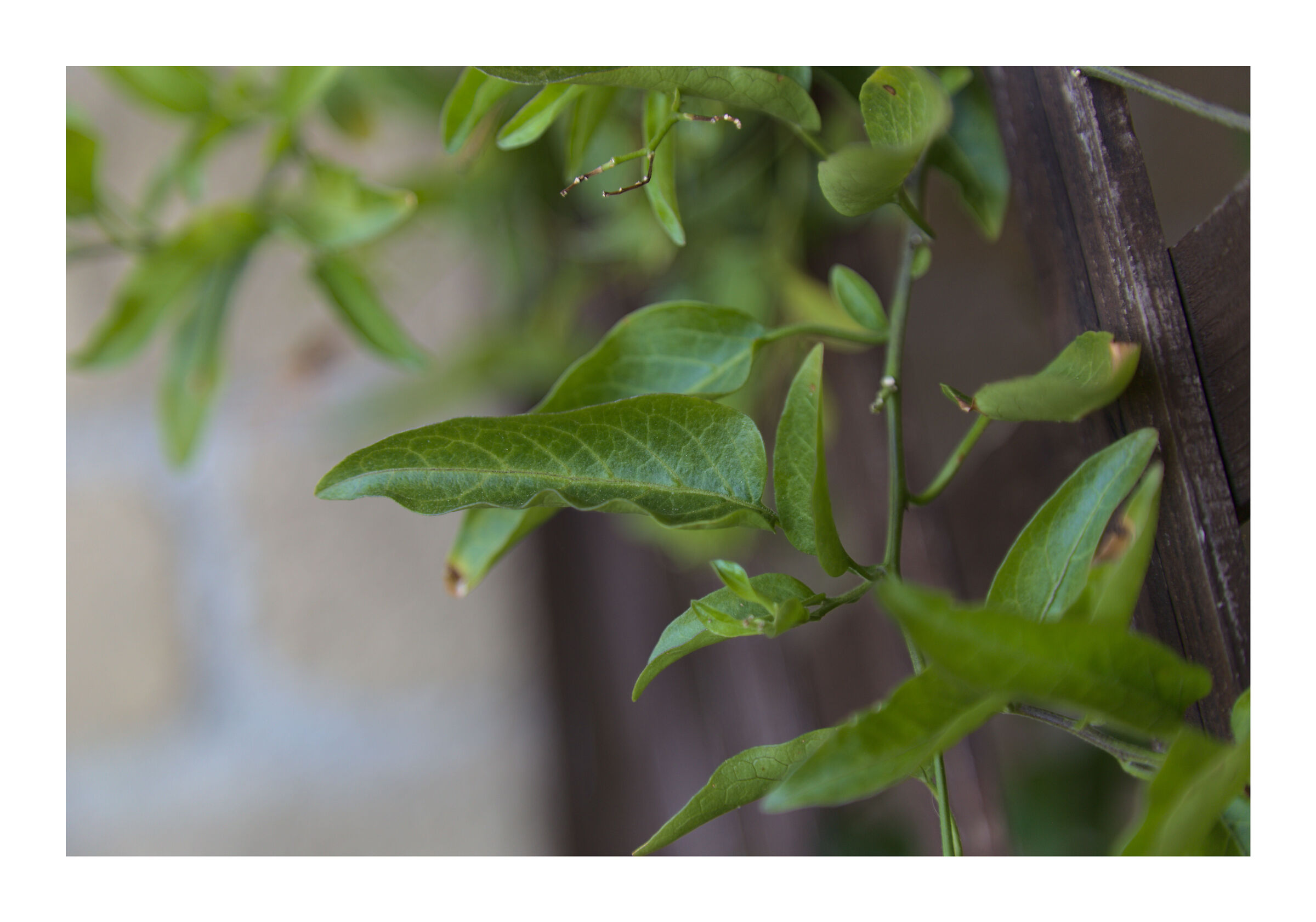 Solanum leaf...