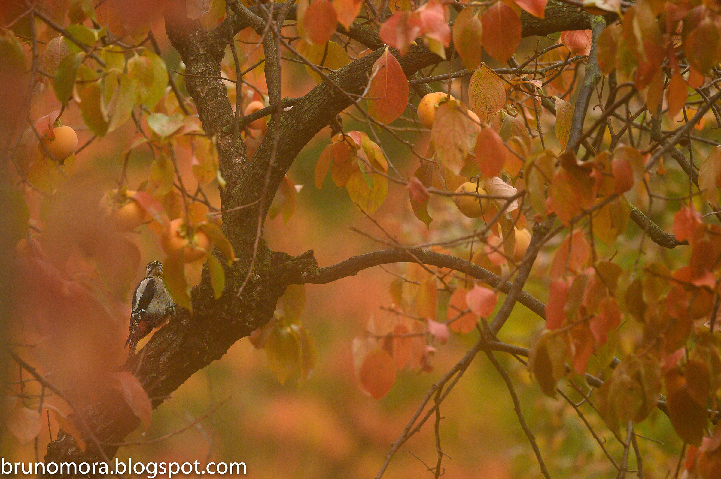 Greater red woodpecker... on a red background....
