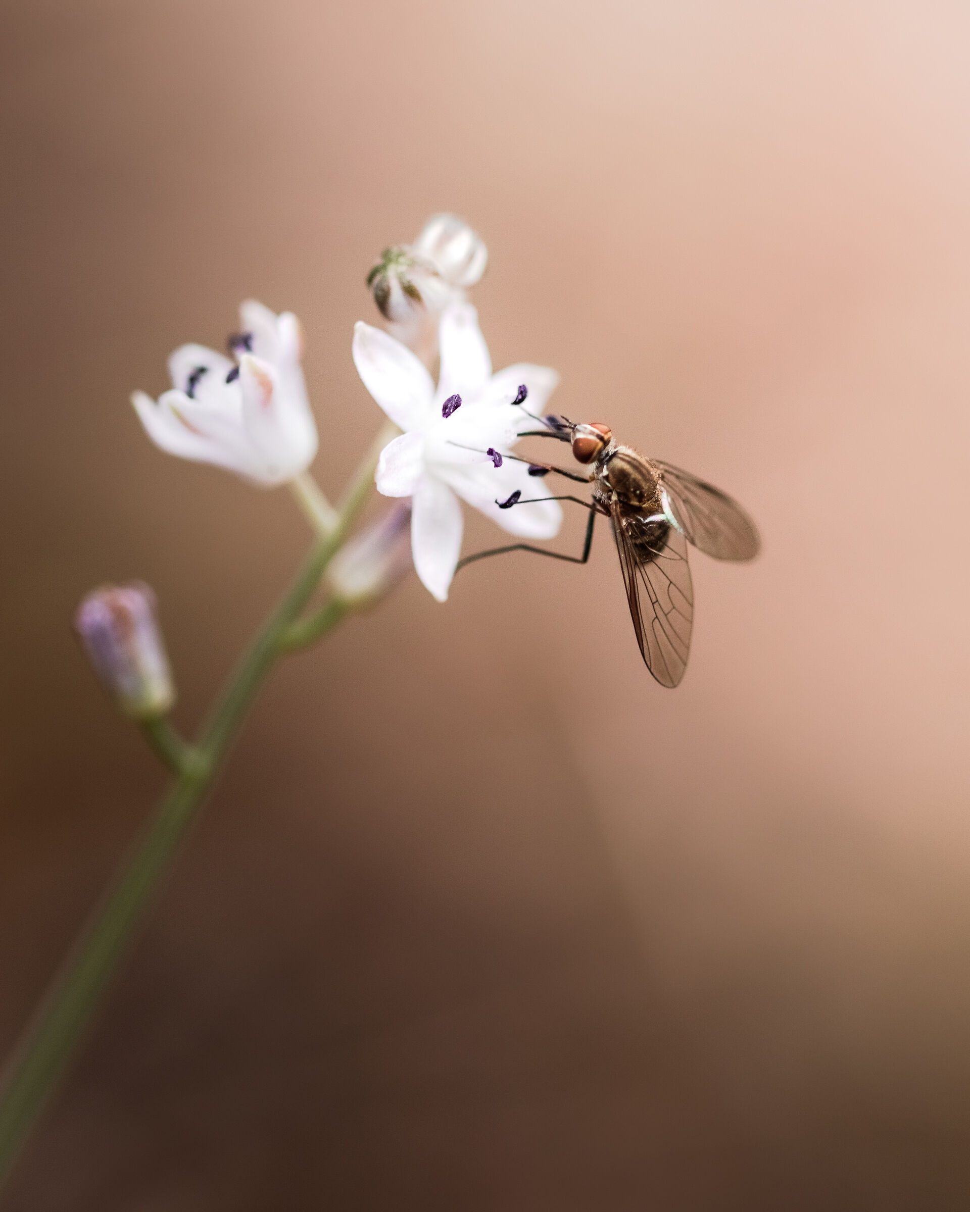 Fly Macro Photography...