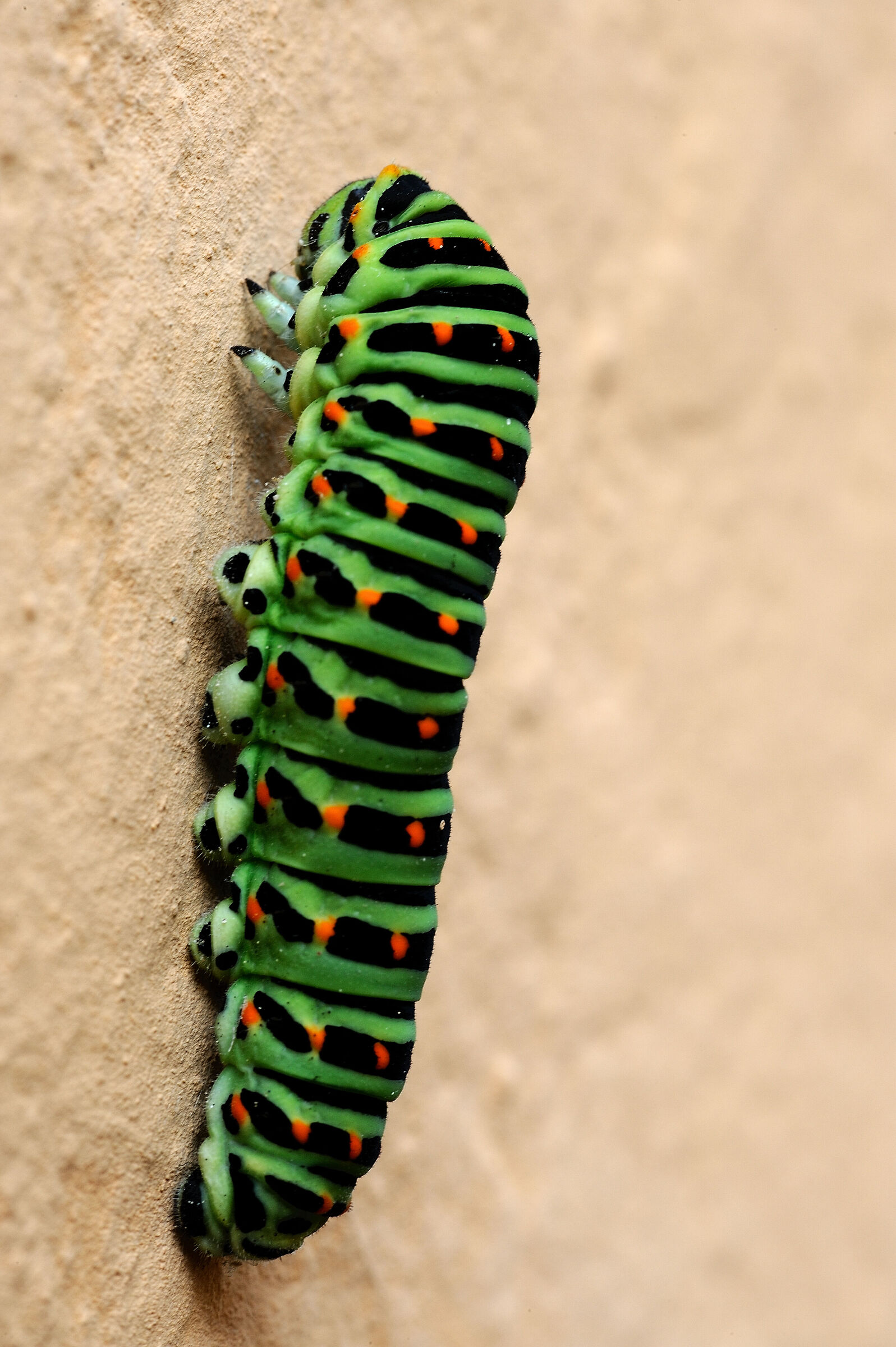 Macaone butterfly caterpillar...