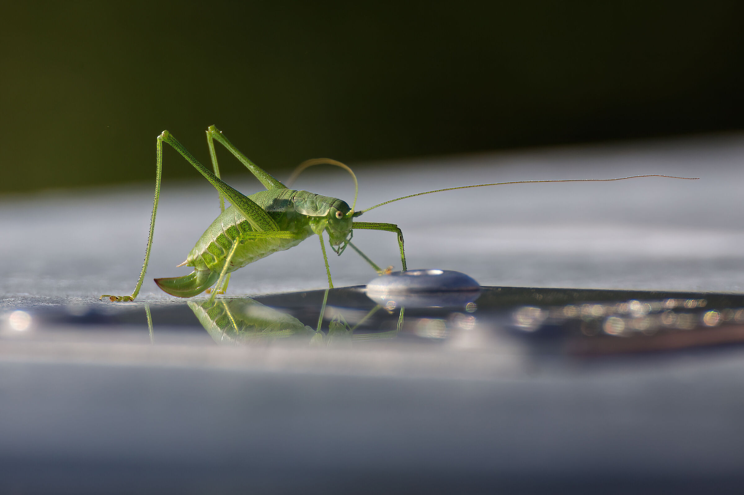 grasshopper controls the tightness of the metal pylons......