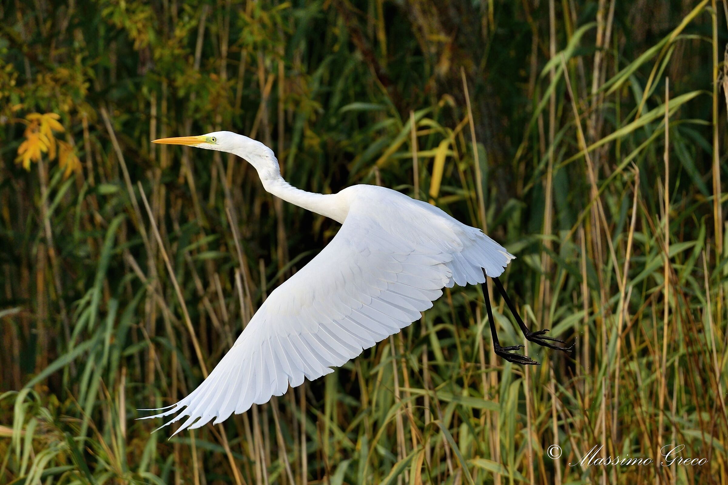 Airone bianco maggiore (Casmerodius albus)...