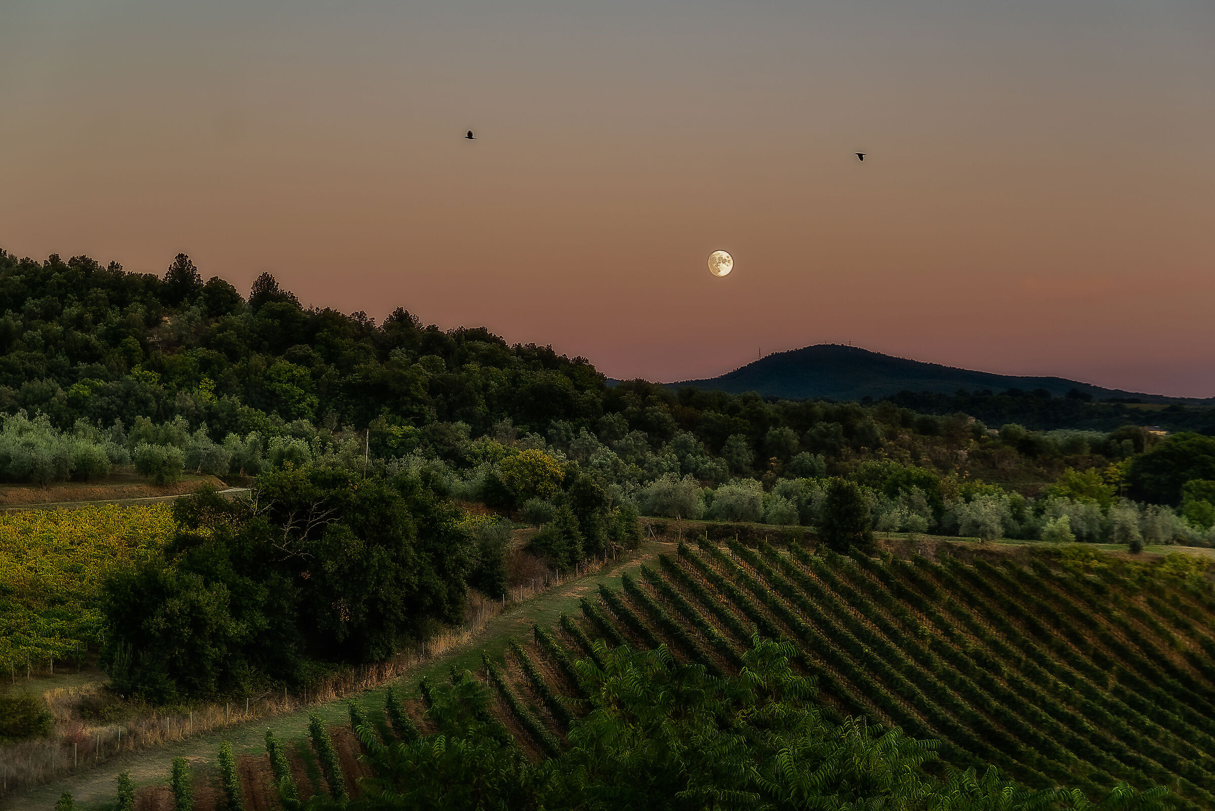vineyards and moon...